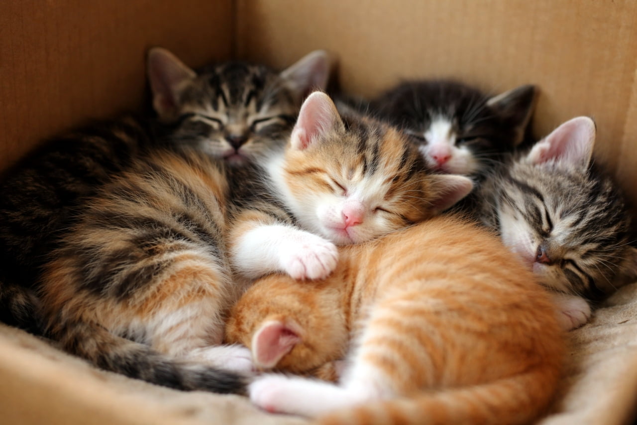 「ぎゅっと詰まった小さな幸せ。段ボールの中で寄り添って眠る子猫たち、安心しきった表情にほっこり癒やされるひととき🐾」A tiny calico kitten sleeping closely with its siblings inside a cardboard box, surrounded by other small kittens in a cozy, photorealistic scene. 段ボール箱の中で兄弟たちと寄り添って眠る小さな三毛猫の子猫たちのリアルな写真