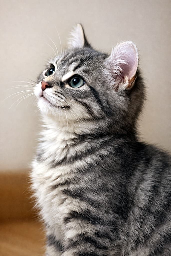 A blue tabby American Curl shorthaired kitten sitting indoors, shown in a clear side profile while looking upward with a bright, curious expression. Soft warm indoor lighting and a simple, unobtrusive background highlight the kitten’s curled ear and realistic fur texture. 室内で座り、明るく好奇心に満ちた表情で上を見上げるブルータビーのアメリカンカール短毛種の子猫。横顔のサイドプロファイルがはっきりと写り、柔らかな暖色の室内光が巻いた耳とリアルな毛並みを引き立てている