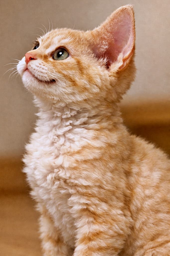 A cream-colored Devon Rex kitten sitting indoors and looking upward with a bright, curious expression, shown in side profile. One ear is clearly visible and in focus, while the other ear is missing due to an image generation error, illustrating a failed example of incomplete ear rendering. Soft warm indoor lighting and a simple background. 室内で上を見上げる、好奇心あふれる表情のクリーム色のデボンレックスの子猫の横顔。片方の耳ははっきりと写っている一方、もう片方の耳が画像生成エラーにより欠損しており、耳の描写が不完全になる失敗事例を示している。柔らかな暖色系の室内光とシンプルな背景