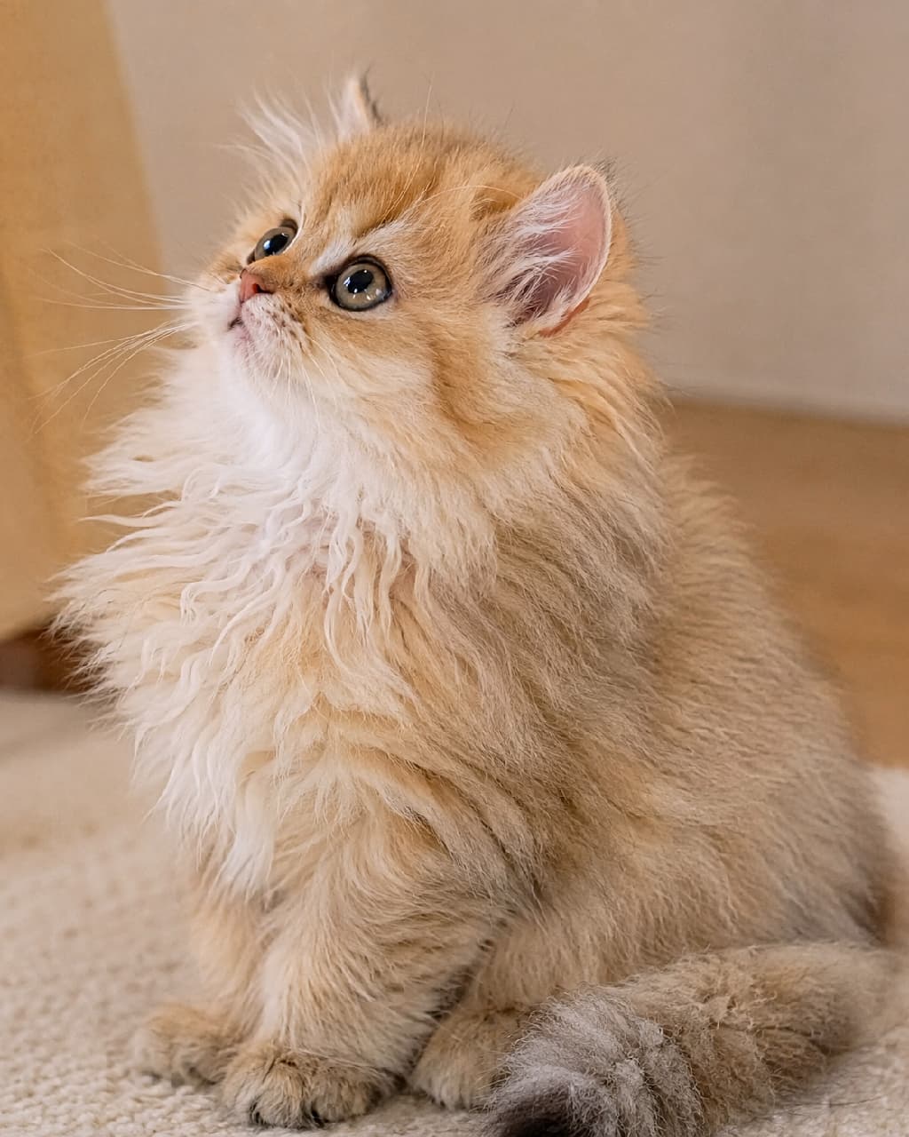 「吸い込まれそうなキラキラおめめ…ッ！🥺✨ ふわふわの胸毛と上目遣いにキュン死確定の1枚ですパシャり📸💕 #子猫 #ペルシャ猫 #猫のいる暮らし」Ultra-realistic high-quality photograph of a fluffy golden Persian kitten with a doll face, featuring rich long fur, a prominent white chest ruff, and sparkling emerald green eyes looking upward in a bright, soft-lit interior on a carpet. 豪華でふわふわとしたゴールデンシェーデッドの被毛を纏ったペルシャ（ドールフェイス）の長毛子猫。胸元の白い飾り毛が豊かに波打ち、エメラルドグリーンに輝く大きな瞳で愛らしく斜め上を見つめています。明るく温かみのある室内で絨毯の上にちょこんと座り、光を受けて毛並みが立体的に際立っている情景