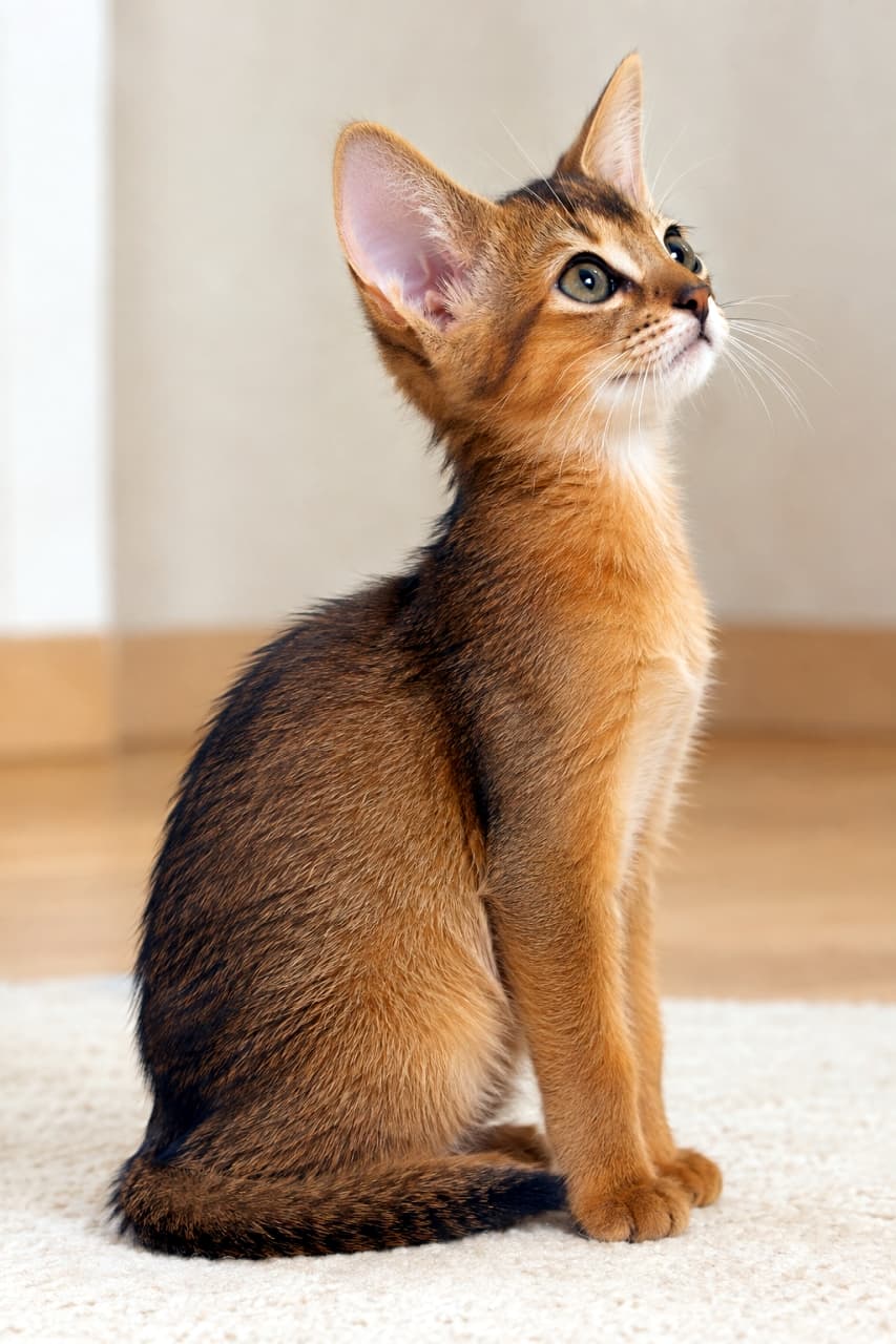 「お日様を浴びてキラキラ✨ アビシニアンの子猫ちゃんが何かを見つけたみたい👀 好奇心全開な表情に癒されますね💖」An ultra-realistic high-quality photograph of an Abyssinian kitten (Ruddy) looking upward in a brightly lit indoor setting. Its warm orange ticked tabby fur coat shines with sunlit highlights. The kitten's large, almond-shaped green eyes are sparkling with curiosity, and one ear is prominently standing tall. A profile full-body shot of the kitten sitting on a soft carpet, bathed in soft, warm natural light. 明るい室内で、陽光を浴びながら上を見上げるアビシニアンの子猫（ラディ）。暖かみのあるオレンジ色のティックドタビーの被毛が、光を受けて輝いている。大きなアーモンド形のグリーンの瞳がキラキラと好奇心に満ちており、ピンと立った耳が印象分。柔らかいカーペットの上に座る、上品な横顔の全身写真