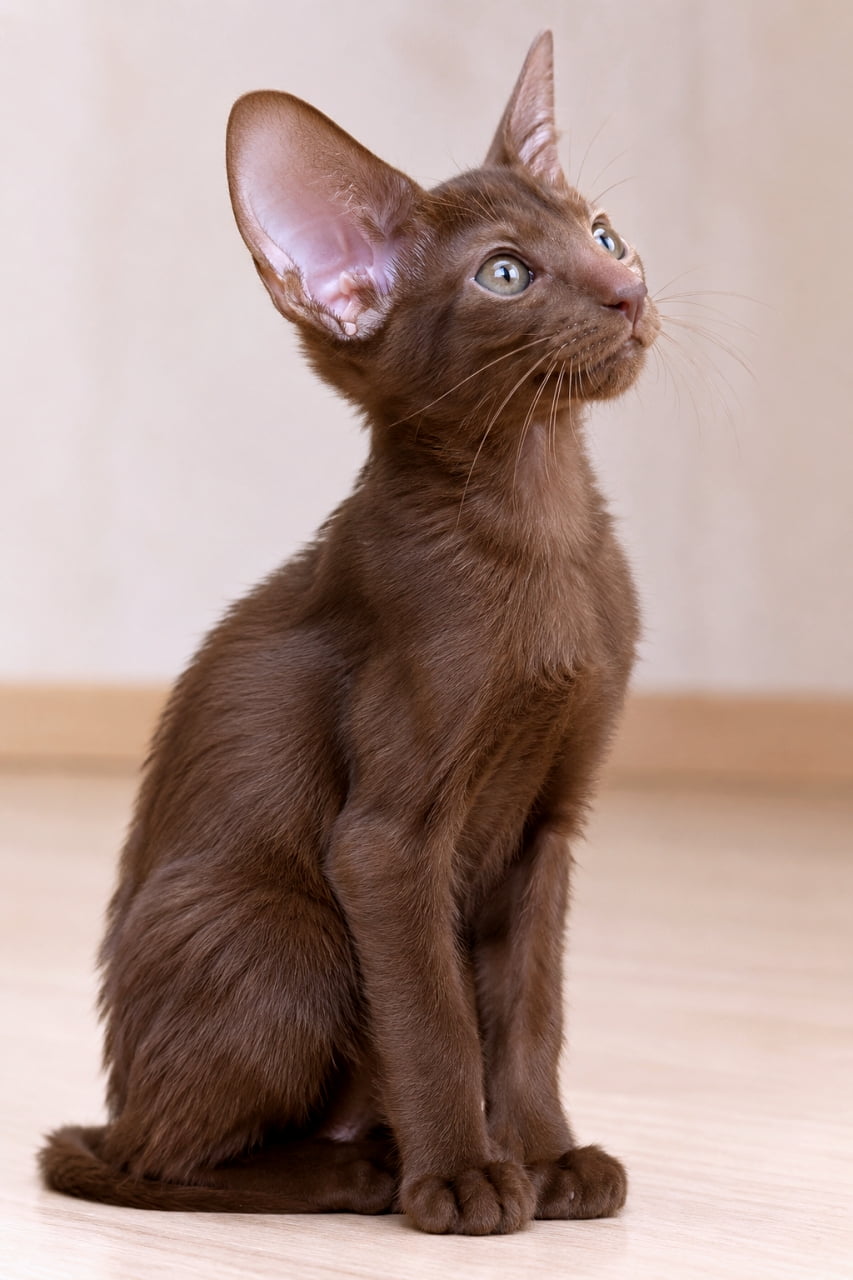 「チョコレート色の貴公子降臨👑 オリエンタルショートヘアの子猫ちゃん、見つめる先は宇宙かな？🚀 その気品あふれる横顔に注目✨」An ultra-realistic high-quality photograph of an Oriental Shorthair kitten (Chocolate) looking upward in a softly lit indoor environment. The texture of its sleek, deep chocolate-colored short coat is beautifully detailed, and its large, almond-shaped green eyes are sparkling. With one prominent ear standing tall, its distinct slender profile full-body is captured against a softly blurred wooden wall background. 柔らかな光が差し込む室内で、見上げるオリエンタルショートヘアの子猫（チョコレート）。なめらかで深いチョコレート色の短毛が美しく描写され、大きなアーモンド形のグリーンの瞳が光を捉えて輝いている。大きな耳がピンと立ち、特徴的な細身の体の横顔が、ぼかされた木製の壁を背景に鮮明に写っている