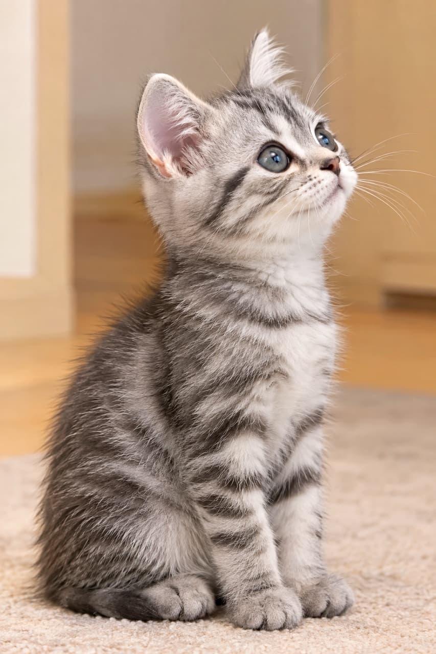 「見上げるおめめに吸い込まれそう🌀 スコティッシュフォールドの立ち耳ちゃん、何か素敵なもの見つけたかな？✨ その愛らしさに夢中🐾」An ultra-realistic high-quality photograph of a Scottish Fold kitten (Straight Ear) with a silver tabby coat, looking upward from sitting on a carpet in a softly lit room. Its fluffy silver-grey and black striped fur and large, round blue-grey eyes are sparkling with curiosity. With one prominent ear standing tall, its adorable, rounded profile full-body is clearly visible against a blurred wooden wall background. 柔らかな光の室内で、カーペットの上に座って見上げるスコティッシュフォールド（立ち耳）の子猫。シルバータビー（銀灰色と黒の縞模様）のふんわりとした被毛と、大きな丸いブルーグレーの瞳がキラキラと好奇心に輝いている。片耳がピンと立ち、愛らしい丸みのある顔の横顔が、ぼかされた木製の壁を背景に写っている