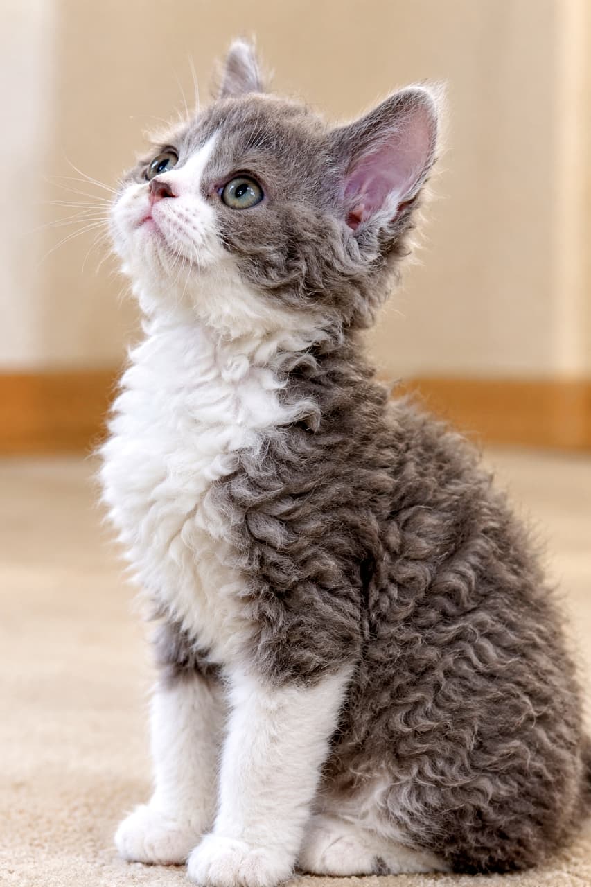 「もこもこの巻き毛が最高にキュート！ぬいぐるみ感たっぷりのセルカークレックスちゃんに夢中🐾✨」Ultra-realistic high-quality photograph of a Selkirk Rex Shorthair kitten (Blue and White) looking upward in a bright indoor space. The unique, sheep-like curly texture of its fur around the face, chest, and back is meticulously depicted. The beautiful blue and white bicolor, along with its round face and shining eyes, is full of charm. Accented by one prominently standing ear against a soft indoor wall and floor background. ウルトラリアルな高画質写真。明るい室内で、上を見上げるセルカークレックスの子猫（短毛種、ブルー＆ホワイト）。羊のように縮れたユニークな巻き毛の質感が、顔周りや胸元、背中にかけて克明に描写されている。ブルーとホワイトのバイカラーが美しく、丸みのある顔つきと輝く瞳が愛嬌たっぷり。ピンと立った片耳がアクセント。背景はソフトな室内の壁と床