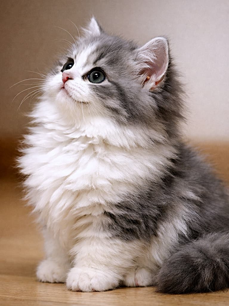 A photorealistic white and gray Minuet kitten with long fluffy fur sitting indoors, shown in side profile and looking upward with a bright, curious expression under soft warm lighting. 室内で座り、ふわふわの長毛を持つ白とグレーのミヌエットの子猫が、明るく好奇心あふれる表情で上を見上げている横顔のリアルな写真