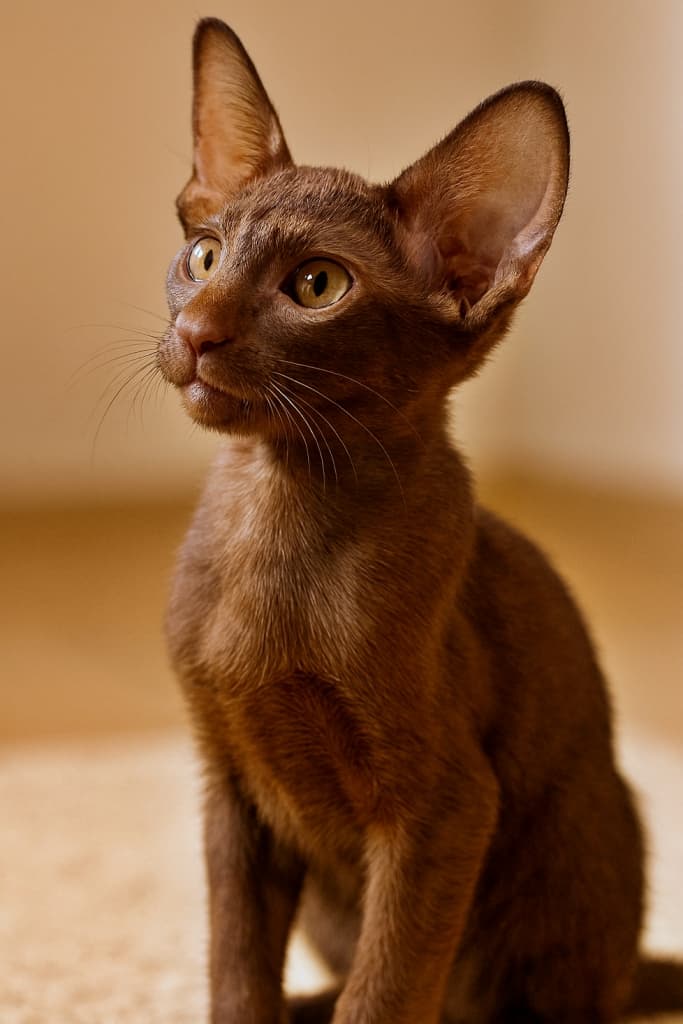 「見上げる瞳に未来のきらめき☆チョコレート色の小さな冒険者！」A chocolate Oriental Shorthair kitten sits indoors, gazing upward with a bright, curious expression. One ear stands tall in crisp focus while the other is naturally visible. The kitten’s mouth curves slightly upward at the corners, giving a soft, attentive look. The full side profile of its head and upper body is clearly shown, with detailed realistic fur texture under warm indoor lighting against a simple, unobtrusive background. チョコレート色のオリエンタルショートヘアの子猫が室内で座り、明るく好奇心に満ちた表情で上を見上げています。片方の耳はピンと立ち鮮明に映り、もう片方も自然に見えています。口元はわずかに上がり、柔らかく注意深い印象を与えます。頭部と上半身の横顔がはっきりと描かれ、暖かな室内照明の下でリアルな毛並みが細かく表現され、背景はシンプルで邪魔になりません