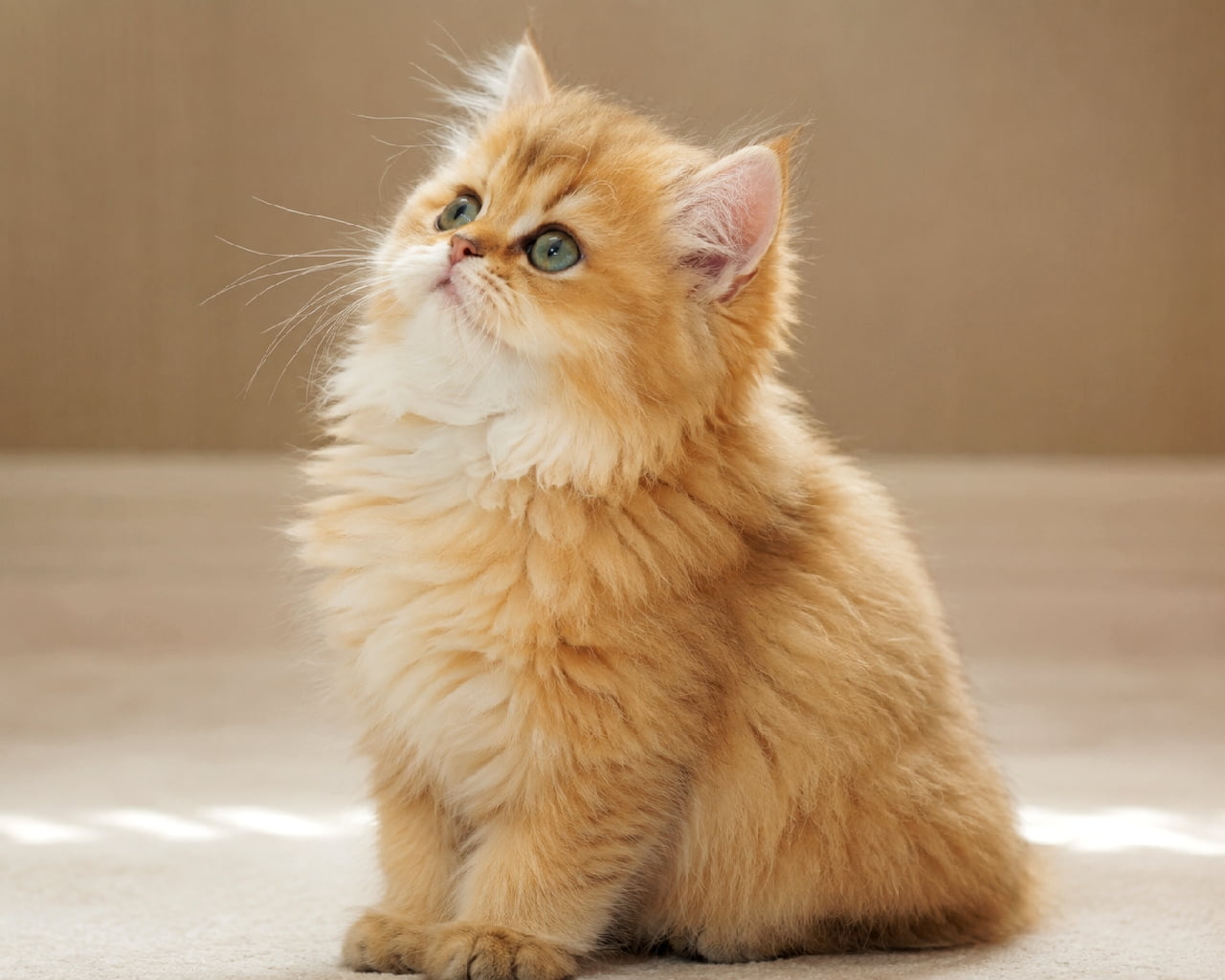 「「なになに？ボクを呼んだにゃ？🐾」と言わんばかりの天使すぎる上目遣い…！見るだけで癒やされちゃいますね💕 #猫好きさんと繋がりたい #こねこすたぐらむ」Ultra-realistic high-quality photograph of a golden Persian kitten with a doll face, sitting gracefully and gazing upward with large, luminous green eyes. Bathed in soft, natural sunlight indoors, highlighting its ultra-fluffy apricot-gold fur and adorable posture. 全体が柔らかいアプリコットゴールドの長毛で包まれたペルシャ（ドールフェイス）の子猫。透明感のあるエメラルドグリーンの瞳を大きく見開き、ちょこんと首をかしげるように真上を見上げています。木漏れ日のような柔らかい自然光が差し込む明るい部屋で、絨毯に佇む愛くるしい全身の構図
