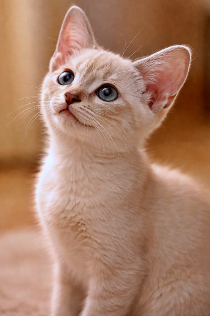 A small Platinum Mink Tonkinese kitten sitting indoors, shown in clear side profile while looking upward with a bright and curious expression. One ear stands tall in sharp focus, with soft warm indoor lighting and a simple unobtrusive background. 室内で座り、明るく好奇心に満ちた表情で見上げているプラチナミンクのトンキニーズの子猫。片耳がくっきりと立ち、横顔と上半身がはっきり見える、暖かい室内光のやさしい雰囲気の画像