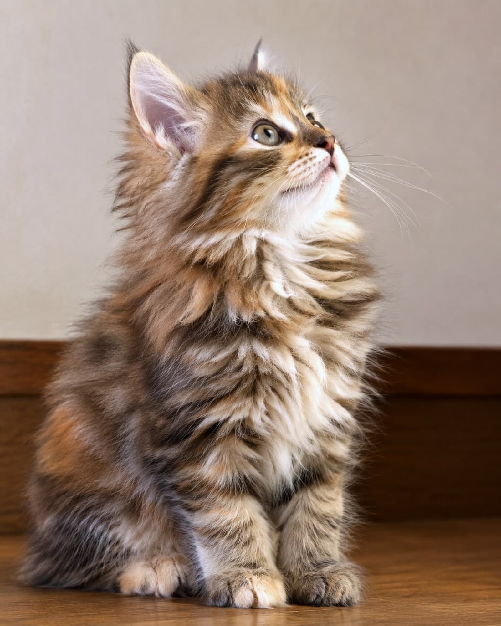 「キラキラおめめで上を見つめる…🤩✨ ふわふわサイベリアンの子猫ちゃんの好奇心に癒されちゃいます！💕 #猫好き #子猫 #サイベリアン #トービー #猫のいる幸せ」Ultra-realistic high-quality photograph of a single small Siberian kitten with long, fluffy tortoiseshell tabby (torbie) fur and a thick ruff, sitting on a wooden surface. The kitten is looking upward with a bright, curious expression under soft, warm indoor lighting. The intricate mix of warm browns, oranges, creams, and tabby stripes is clearly visible. One ear is prominent, standing tall and in crisp focus. A soft, attentive look is conveyed by the slight upward curve of the mouth. The full side profile of the kitten's head and upper body is clearly visible against a simple, unobtrusive background. 木の台座の上に座り、温かみのある柔らかい屋内照明の中で、好奇心旺盛な表情で上を見上げるサイベリアンの子猫。品種特有の非常にふわふわした長い被毛と、首周りの豊かな飾り毛（ラフ）が詳細に描写されています。毛色はトービー（サビキジトラ）で、温かみのあるブラウン、オレンジ、クリームがタビー模様（縞）と複雑に混じり合っています。片方の耳が凛と立っており、ピントが合っています。口元は少し上向きで、柔らかく注意深い雰囲気です。子猫の頭と上半身の完全な側面プロファイルが、シンプルで目立たない背景（木の台座と単色の壁）に対してはっきりと見え、遮るものはありません