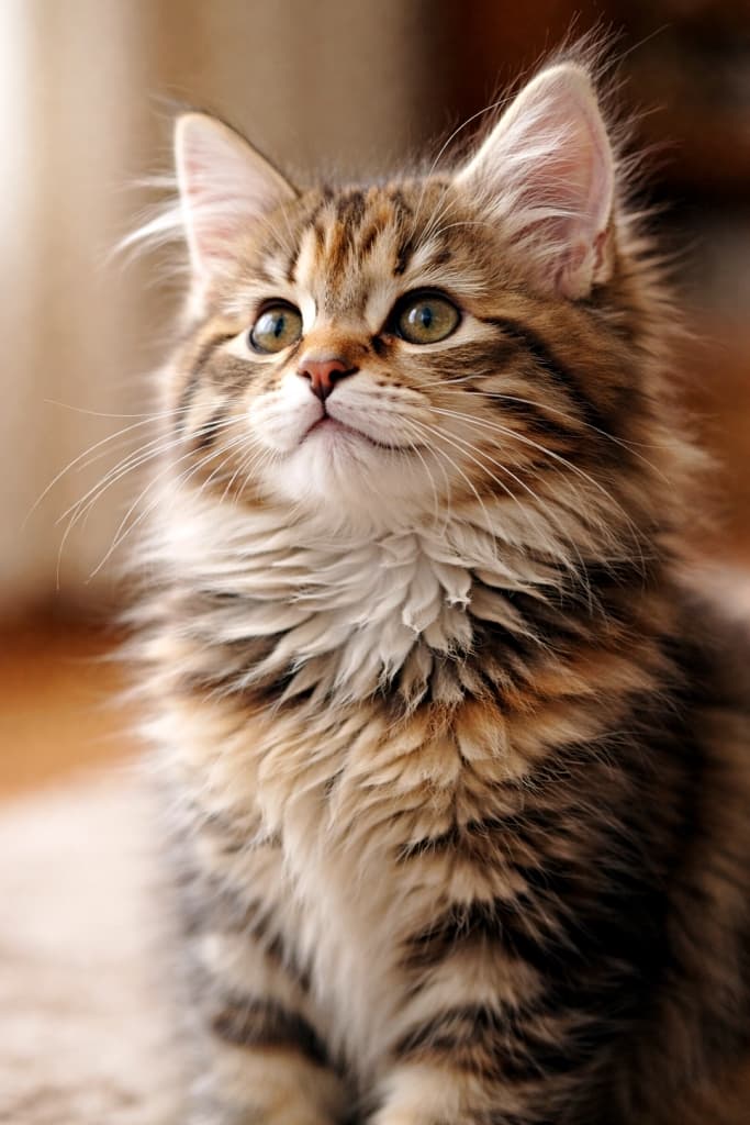 A small long-haired Siberian kitten with torbie tortoiseshell tabby coloring sits indoors, looking upward with a bright and curious expression. One ear stands tall in sharp focus while the other is naturally visible, with soft warm indoor lighting highlighting its fluffy fur, thick neck ruff, and detailed Siberian breed features. 室内で座り、明るく好奇心あふれる表情で上を見つめる、トービー（トーティシェル・タビー）柄の長毛サイベリアン子猫。片耳が凛と立ちシャープに写り、もう片方の耳も自然に見えており、暖かな室内光がふわふわの被毛や首元の豊かなラフ、サイベリアン特有の毛並みのディテールを引き立てている
