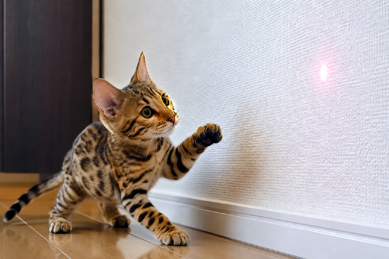 「絶対につかまえるにゃー!🔥 レーザーポインターに大興奮のベンガルちゃん、ハンターの顔です🐆✨ #ベンガル猫 #猫のおもちゃ #子猫のいる生活 #猫のいる幸せ #子猫の好奇心」Ultra-realistic high-quality photograph of a Bengal kitten trying to catch a red laser pointer dot on a white textured wall. Capturing its stunning rosette coat, intensely perked large ears, and gold eyes in a dynamic hunting pose. 白い壁に映る赤いレーザーポインターの光に右前足で飛びかかろうとするベンガルの子猫。野生味あふれる美しいロゼット柄、真剣にピンと張った大きな耳、獲物を狙うゴールドの瞳が、木目の床上で躍動感を放っています
