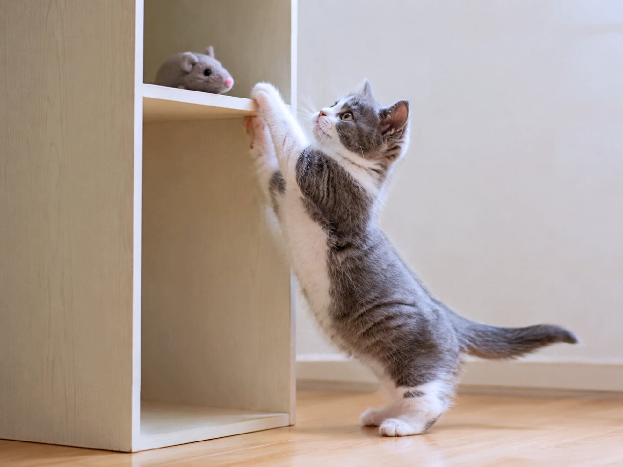 「「あともう少しニャ…!」🐭 棚の上のネズミさんに向かって一生懸命に背伸びする姿がたまらないっ💕 #ハチワレ猫 #子猫の成長 #マンチカン #猫のいる暮らし #子猫のいる生活 #猫のいる幸せ #子猫の好奇心」Ultra-realistic high-quality photograph of a grey and white bicolor Munchkin kitten standing on its short hind legs, reaching for a toy mouse on a light wooden shelf. Its perked ears, intense yellow eyes, and chubby form are adorably captured in a bright, clean room. 明るい木目の棚の上に置かれたネズミのおもちゃに向かって、短い後ろ足で立ち上がり前足を伸ばす灰白(ハチワレ)のマンチカン子猫。ピンと立った耳、真剣なイエローの瞳、もっちりとしたフォルムが、明るく清潔感のある室内で愛らしく捉えられています