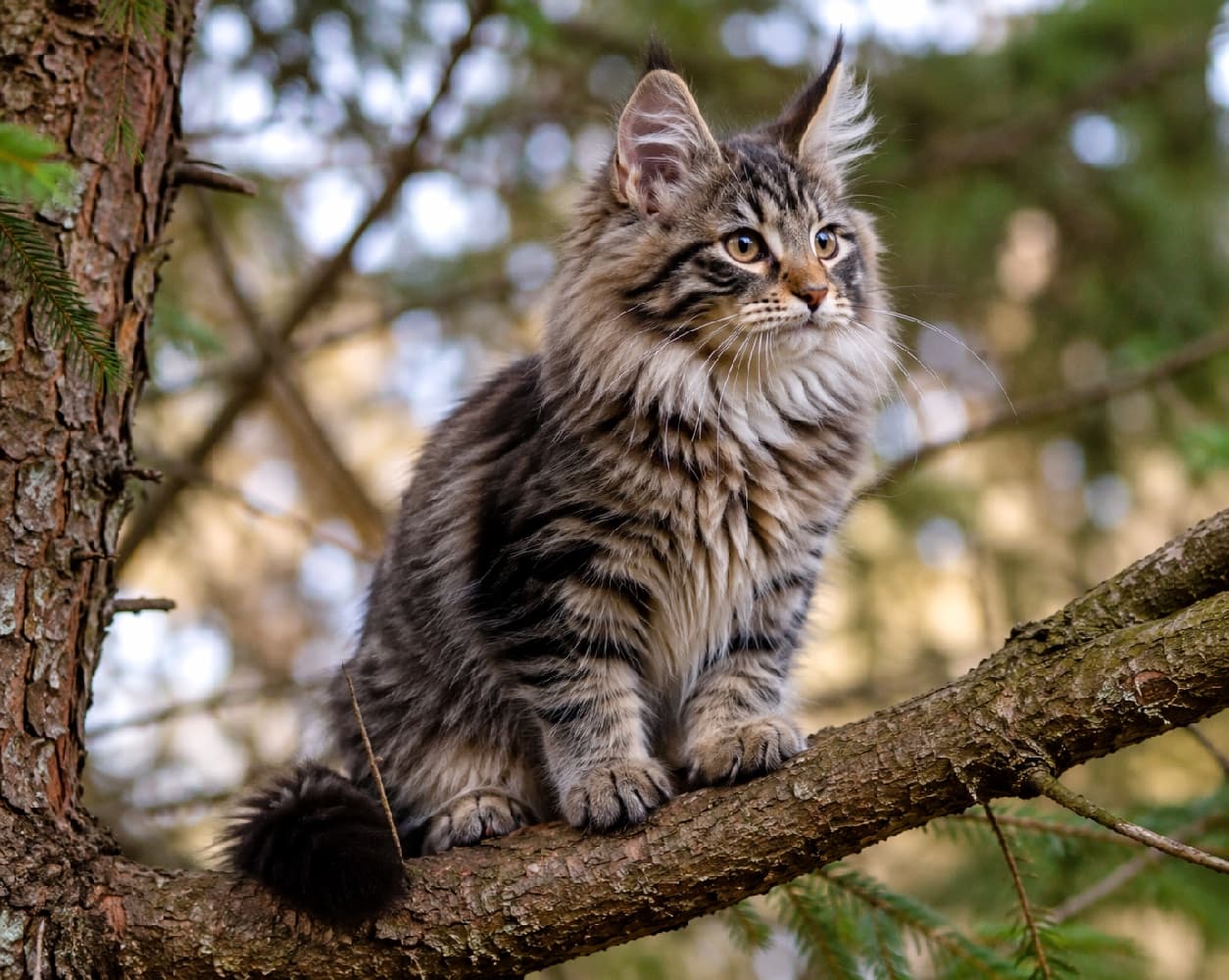 「森の小さな王様あらわる👑🌲 木の上からパトロール中のノルウェージャンフォレストキャットちゃん、すでに大物の風格です✨ #ノルウェージャンフォレストキャット #森の猫 #猫のいる暮らし #子猫のいる生活 #猫のいる幸せ #子猫の好奇心」Ultra-realistic high-quality photograph of a confident Norwegian Forest Cat kitten sitting on a thick tree branch in a forest, looking into the distance. Its perked ears with fluffy lynx tips, rich brown tabby coat, and gold eyes stand out against a beautiful bokeh of sunlit leaves. 森の中の太い木の枝に座り、遠くを見つめる自信に満ちたノルウェージャンフォレストキャットの子猫。耳先のふさふさとしたリンクスチップを持つピンと立った耳、豊かなブラウンタビーの長毛、ゴールドの瞳が、木漏れ日の美しいボケ感の中で野性味と気品を放っています