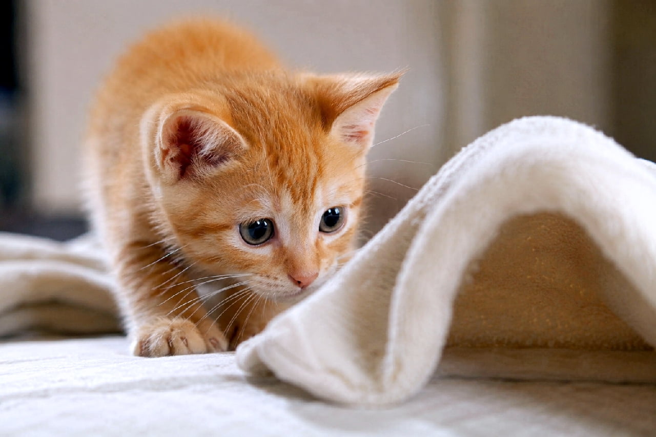 「「この下になにかあるにゃ…?」こっそり覗き込む姿にキュン死確定の茶トラベビー🍼🐾 #猫のいる幸せ #子猫の好奇心」Ultra-realistic high-quality photograph of a curious orange tabby kitten leaning in to peek under a fluffy white blanket. Bathed in light, its perked ears and wide-open dark eyes perfectly capture innocent curiosity. ふんわりとした白いブランケットの隙間を、身を乗り出して覗き込む茶トラ(レッドタビー)の子猫。光を浴びたオレンジの被毛、ピンと立った耳、大きく見開かれた黒目がちな瞳が、無邪気な好奇心を完璧に捉えています