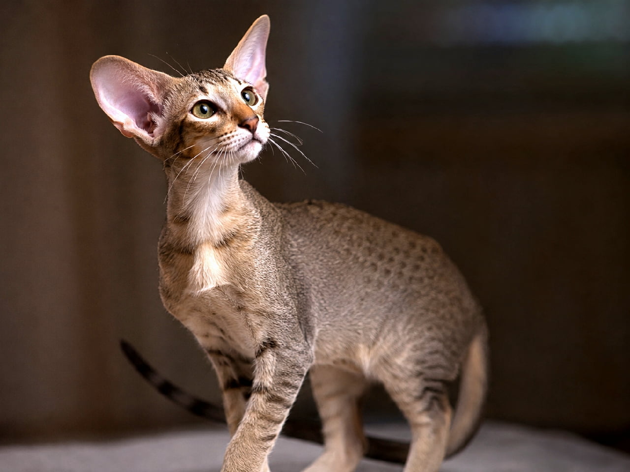 「気品あふれるこの横顔にうっとり…💎 大きなお耳とスレンダーなボディが美しすぎる猫界のモデルさん🐈⬛✨ #オリエンタルショートヘア #美猫 #猫のいる暮らし #子猫のいる生活 #猫のいる幸せ #子猫の好奇心」Ultra-realistic high-quality photograph of an Oriental Shorthair kitten looking up gracefully against a dark background. Showcasing its extremely large perked ears, slender body, ticked tabby coat, and intelligent green eyes lit by dramatic lighting. ダークな背景の前で、優雅に上を見上げるオリエンタルショートヘアの子猫。ピンと張った非常に大きな耳、細身でしなやかな骨格、美しいタビー模様の短毛、知的なグリーンの瞳が、スポットライトのような光で立体的に描かれています