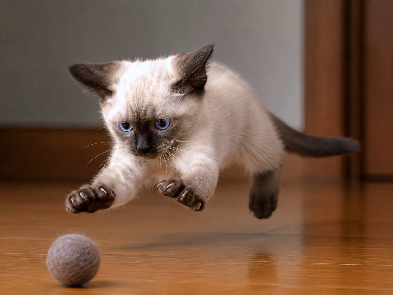 「そぉーいっ!🐈💨 おもちゃめがけて全力ジャンプする姿がかっこよすぎる🐾✨ 躍動感100点満点💯 #猫のジャンプ #シャム猫 #猫のいる幸せ #子猫の好奇心」Ultra-realistic high-quality photograph of a Siamese colorpoint kitten mid-air, pouncing on a grey felt ball on a wooden floor. Capturing a dynamic moment with wide blue eyes, perked ears, and outstretched paws with visible toe beans. 木製の床面を蹴り、グレーのフェルトボールに向かって空中に飛び跳ねるシャム猫(カラーポイント)の子猫。大きく開かれたブルーの瞳、ピンと横に張った耳、広げた前足の肉球までくっきりと捉えられた躍動感あふれる瞬間
