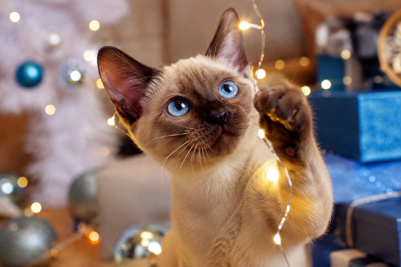 「キラキラのお星さまをつかまえたいニャ🌟 クリスマスの魔法にかかったトンキニーズちゃんのブルーアイが綺麗すぎる🎄✨ #トンキニーズ #クリスマス #猫のいる暮らし #子猫のいる生活 #猫のいる幸せ #子猫の好奇心」Ultra-realistic high-quality photograph of a cheerful Tonkinese kitten playfully reaching out to warm, glowing fairy lights in a Christmas-decorated room. Its perked ears, sapphire blue eyes, and beautiful point coloration are perfectly complemented by the background bokeh of blue gift boxes and holiday ornaments. リスマスの飾り付けがされた部屋で、暖かなオレンジ色に光るフェアリーライトに前足を伸ばして戯れる陽気なトンキニーズの子猫。ピンと張った耳、サファイアブルーの澄んだ瞳、ポイントカラーの美しいグラデーションが、背景の青いギフトボックスやツリーの玉ボケと相まってホリデーシーズンを鮮やかに彩っています