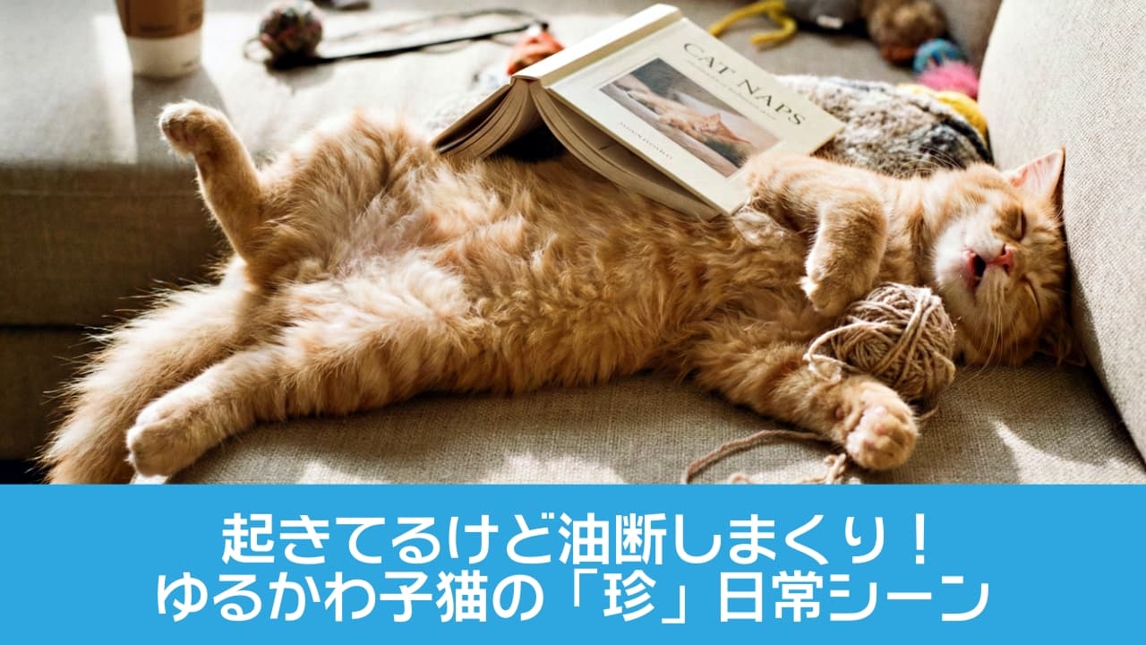 A ginger cat lies on its back on a beige couch, asleep with a book titled "CAT NAPS" resting on its belly. Its front paws hold a ball of yarn, and its mouth is slightly open. Surrounded by cat toys and a coffee cup on the armrest, the scene glows with natural light, capturing a humorous and cozy moment of feline leisure. ベージュのソファの上で仰向けに寝ている茶トラ猫の腹の上には、「CAT NAPS」と書かれた本が開かれて置かれている。前足で毛糸玉を抱え、口を少し開けたまま眠っている。周囲には猫用おもちゃが散らばり、ひじ掛けにはコーヒーカップ。自然光に包まれた、ユーモラスでくつろいだ猫のひととき