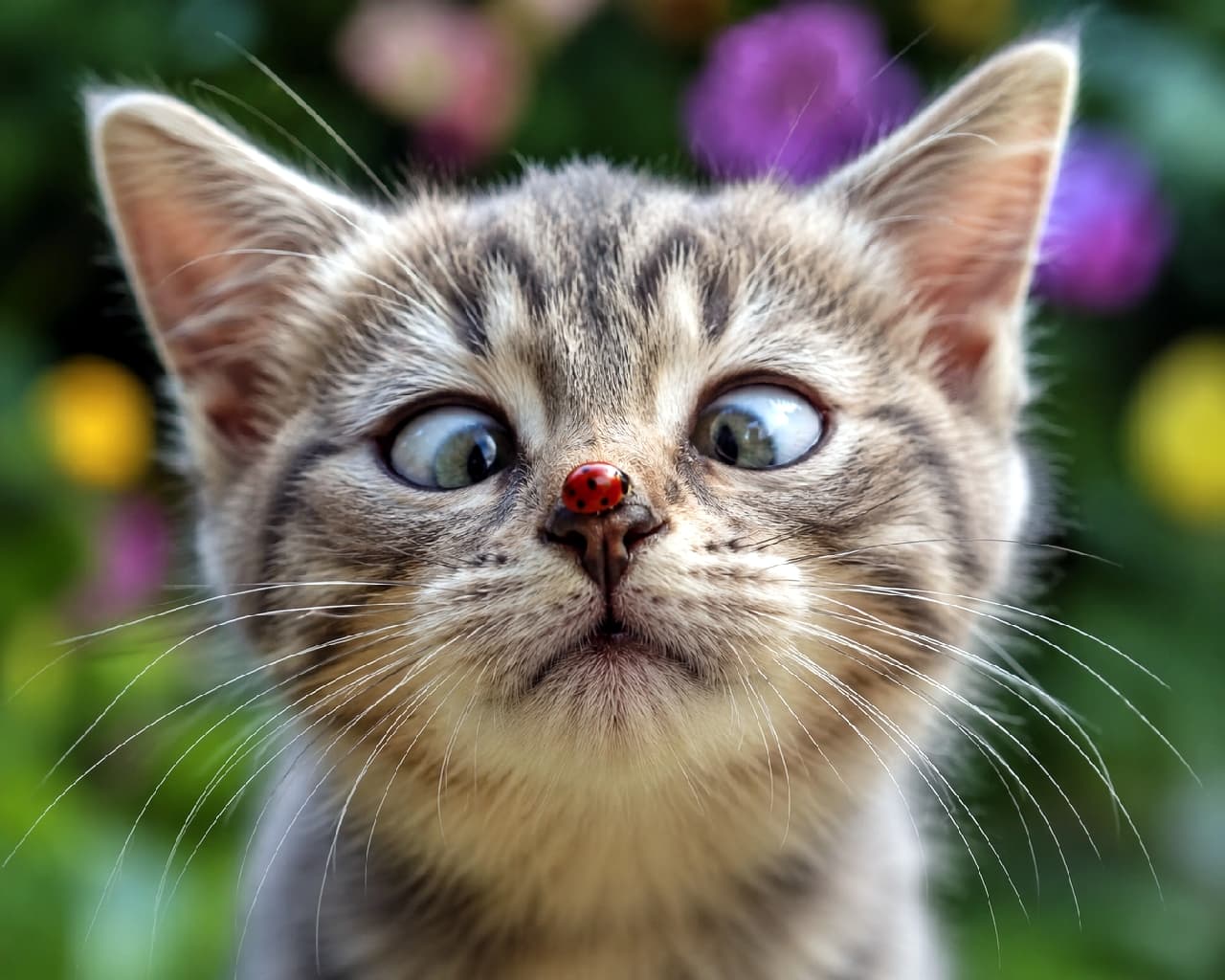 「小さなお客さんにド緊張!?🐞 見事な寄り目になっちゃったお顔に思わず爆笑です😂🌸 #寄り目猫 #春の訪れ #子猫のいる生活」Ultra-realistic high-quality photograph, extreme close-up of a funny tabby kitten making completely crossed eyes at a red ladybug resting exactly on the tip of its nose. The kitten's wide emerald-green eyes and whiskers are sharply in focus against a beautifully blurred background of vibrant pink and yellow flowers. 鼻の頭に赤いテントウムシがとまり、見事な寄り目になってしまっているキジトラ子猫の顔のどアップ。まん丸に見開かれたエメラルドグリーンの瞳と、ピンと伸びたヒゲ、驚きで固まったようなユーモラスな表情が精細に描写されています。背景のピンクや黄色の花々のボケ味が、初夏の爽やかな情景を演出