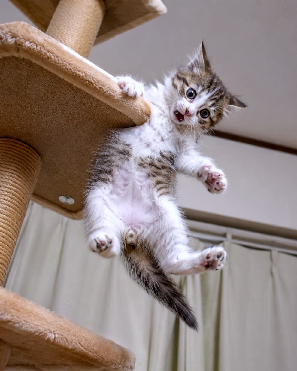 「「助けてニャー!」😂😂 キャットタワーからぶら下がる必死なお顔と、ふわふわのお腹にキュン💖 #キャットタワー #子猫のハプニング #子猫のいる生活」Ultra-realistic high-quality photograph from below of a tabby and white short-haired kitten clinging with both front paws to the edge of a cat tree, hanging mid-air. The kitten looks directly at the camera with a surprised and desperate expression. Its fluffy belly and small paw pads are sharply in focus. The background shows the ceiling and a curtain, captured from a low perspective. キジトラ白(ブラウンタビー&ホワイト)の短毛種の子猫が、自宅のキャットタワーの縁に両前足でしがみつき、宙にぶら下がっている、下からのアングルショット。驚きと必死さが混ざったような表情でカメラを見つめている。ふわふわのお腹や小さな肉球が鮮明に写り、背景には天井やカーテンがぼんやりと見えている