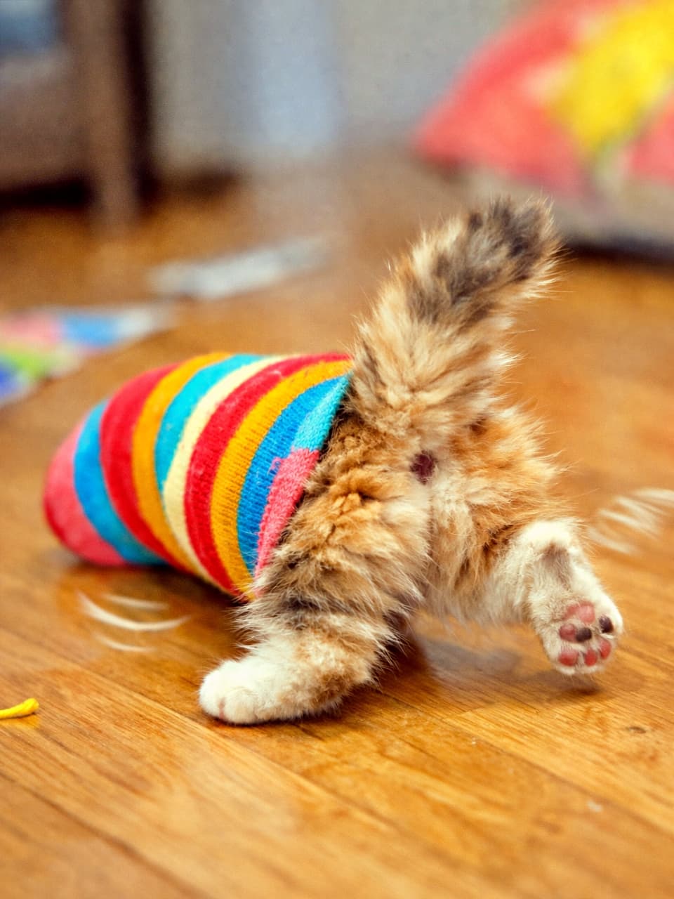 「靴下に世界を奪われた子猫、前が見えずに大混乱!お尻としっぽだけが今日も元気です🐾」A clumsy kitten stuck inside a colorful human sock, waddling blindly on a wooden floor, with only its fluffy rear end and tail visible. カラフルな人間用の靴下に頭と前足がはまり、木の床をよちよち歩く子猫。見えているのはふわふわのお尻としっぽだけ
