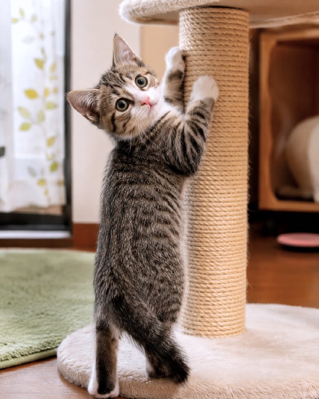 「「真剣。そこ、代わる?」なんて聞こえてきそう😆 麻縄柱で爪研ぎに励む子猫の集中力にいいね👍 #爪研ぎ #子猫の日常 #子猫のいる生活」Ultra-realistic high-quality photograph of a short-haired tabby and white kitten standing on its hind legs, scratching a beige sisal-rope scratching post on a cat tree. It is looking directly up at the camera with a serious, intense expression in its round eyes. The background shows a soft-focus cozy room with leaf-patterned curtains, a green rug, and wooden furniture, bathed in warm ambient light. キジ白(ブラウンタビー&ホワイト)の短毛種の子猫が、ベージュの麻縄が巻かれたキャットタワーの柱で後ろ足で立って爪研ぎをしている、全身に近いショット。真剣な、少し上目遣いの丸い瞳でカメラを見つめている。背景には、葉っぱ模様の白いカーテンやグリーンのラグ、木製の棚がぼんやりと写り、温かみのある室内光に包まれている