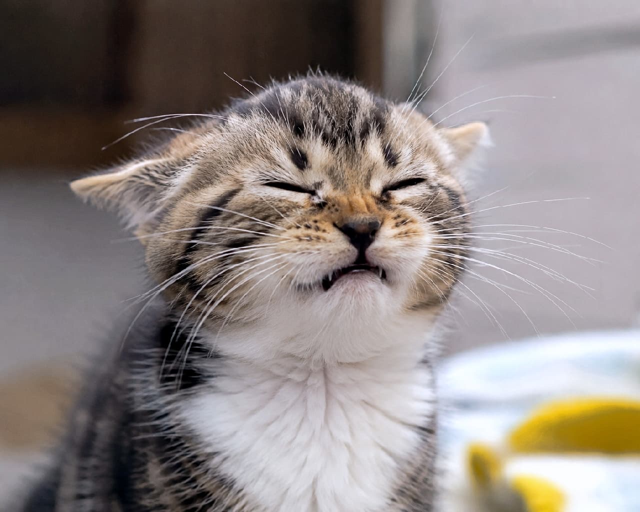 「今にも「くしゅんっ!」って聞こえてきそう🤧 絶妙なブサカワ顔がたまらないおチビちゃんです💕 #猫のくしゃみ #ブサカワ猫 #子猫のいる生活」Ultra-realistic high-quality photograph, extreme close-up of a cute tabby-and-white kitten with its eyes tightly squeezed shut and mouth slightly open showing tiny teeth, looking like it's about to sneeze, highlighting the soft texture of its fur in gentle natural light. ギュッと目を閉じ、鼻にシワを寄せて今にもくしゃみをしそうなキジ白の子猫の顔の超クローズアップ。少し開いた口から覗く小さな歯、白い胸元のふわふわした被毛の質感が鮮明に捉えられています。柔らかな光に包まれた、クスッと笑える日常の一コマ