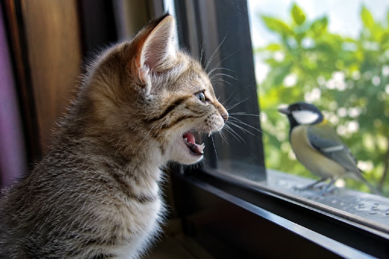 「窓の外のお客さんに大興奮🐦🐾 「カカカッ」って鳴いちゃうの、猫飼いあるあるですよね?😹✨ #クラッキング #猫あるある」Ultra-realistic high-quality photograph of an intense tabby kitten looking out a window, mouth wide open chattering at a Great Tit bird outside. The dramatic natural sunlight and vibrant green foliage in the background beautifully highlight the kitten's hunting instincts and detailed fur texture. 窓辺でお座りをするキジトラの子猫。窓のすぐ外にいるシジュウカラ(小鳥)に視線を釘付けにし、口を大きく開けて「カカカッ」とクラッキング(狩猟行動)をしている横顔のアップ。窓越しの明るい日差しと背景の鮮やかな新緑が、子猫の毛並みと鋭い野生の表情をドラマチックに照らし出しています
