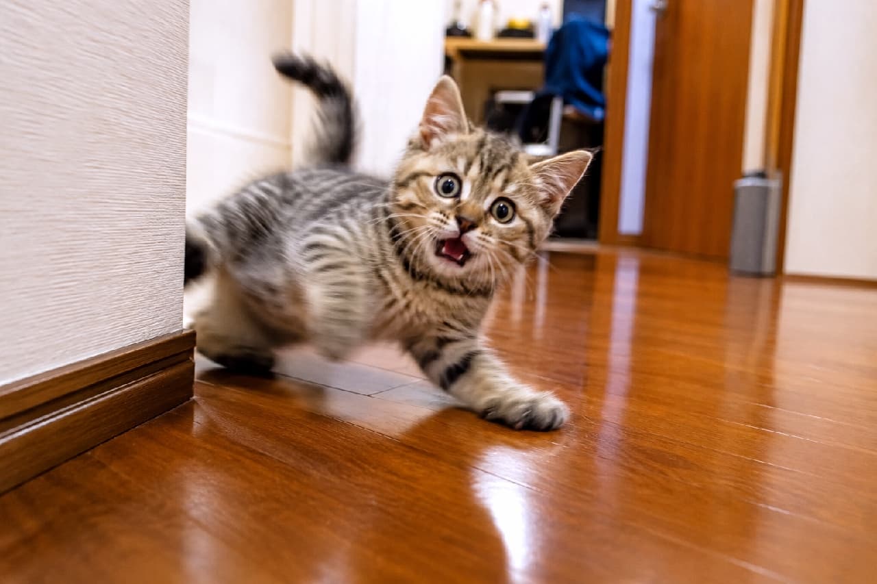 「急カーブはお任せあれ🐾 ドリフトを決めるお顔が必死すぎて笑っちゃいます😂🏁 #猫の運動会 #やんちゃ猫 #子猫のいる生活」Ultra-realistic high-quality photograph of a funny tabby kitten taking a fast corner on a wooden hallway floor, leaning into the turn with a surprised expression and wide-open mouth, conveying a sense of speed. フローリングの廊下の角を猛スピードで曲がってくるキジトラ子猫。遠心力で体が傾き、驚いたように目と口を大きく開けたコミカルな表情がブレずに捉えられています。床の反射が疾走感を強調しています