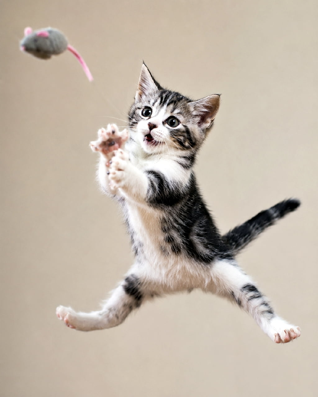 「ナイスキャッチなるか!?💨 空飛ぶ子猫のダイナミックな狩猟シーンにご注目😼🔥 #おもちゃ遊び #躍動感 #子猫のいる生活」Ultra-realistic high-quality photograph of an energetic tabby-and-white kitten leaping high into the air with paws spread wide, trying to catch a flying toy mouse, against a simple neutral background. 宙を舞うピンクの尻尾のネズミのおもちゃに向かって、手足を大きく広げて大ジャンプするキジ白子猫。真剣な丸い瞳と開いた口、ピンと伸びた尻尾が躍動感を伝えます。シンプルな背景が被写体を際立たせています