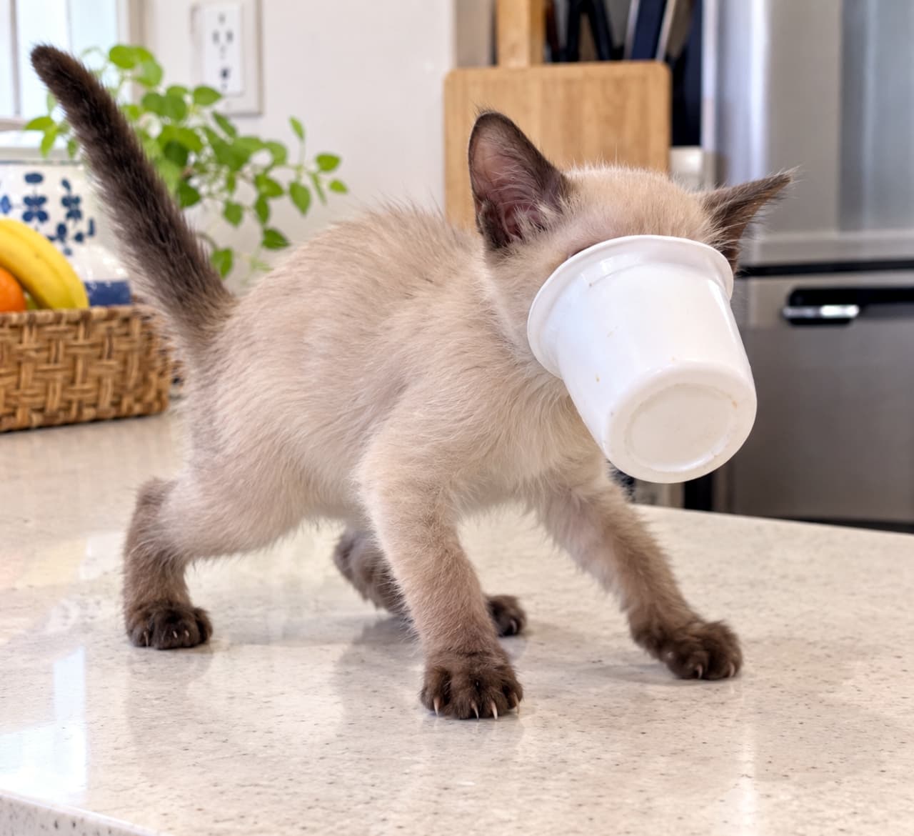 「どうやったら取れるニャ〜！？🐾💦 ヨーグルトの誘惑に負けてプチパニック中のちびっこちゃん😆 #子猫 #イタズラ #子猫のいる生活」Ultra-realistic high-quality photograph of a 5-week-old Tonkinese kitten walking backwards on a bright kitchen counter with an empty white yogurt cup fully stuck on its face, displaying a humorous state of panic. キッチンの大理石風カウンターで、鼻先に白いヨーグルトカップがすっぽりとハマってしまい、前足を広げて後ずさりしている生後5週齢ほどのトンキニーズの子猫。焦ったような足運びが伝わる超リアルな写真