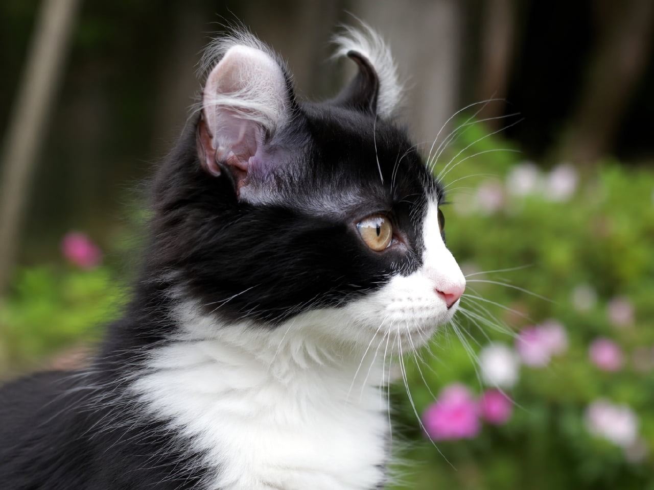 「後ろにくるんと反ったお耳がチャームポイント🐾 お花畑をお散歩中のご機嫌なアメリカンカールちゃん🌷 #アメリカンカール #ハチワレ #白黒猫」Ultra-realistic high-quality photograph. A profile of an American Curl black bicolor kitten looking right, set against a lush green garden background with pink flowers. Its most prominent feature, the backward-curling ears and ear tufts, is clearly visible. The sharp black and white tuxedo pattern shines beautifully in the natural light. ピンクの花が咲く緑豊かなガーデンを背景に、右方向を見つめるアメリカンカール(ブラックバイカラー)の子猫の横顔。最大の特徴である後ろにくるんと反り返った耳の軟骨と飾り毛がはっきりと確認できる。黒と白のくっきりとしたハチワレ模様が、自然の光の中で美しく輝いている