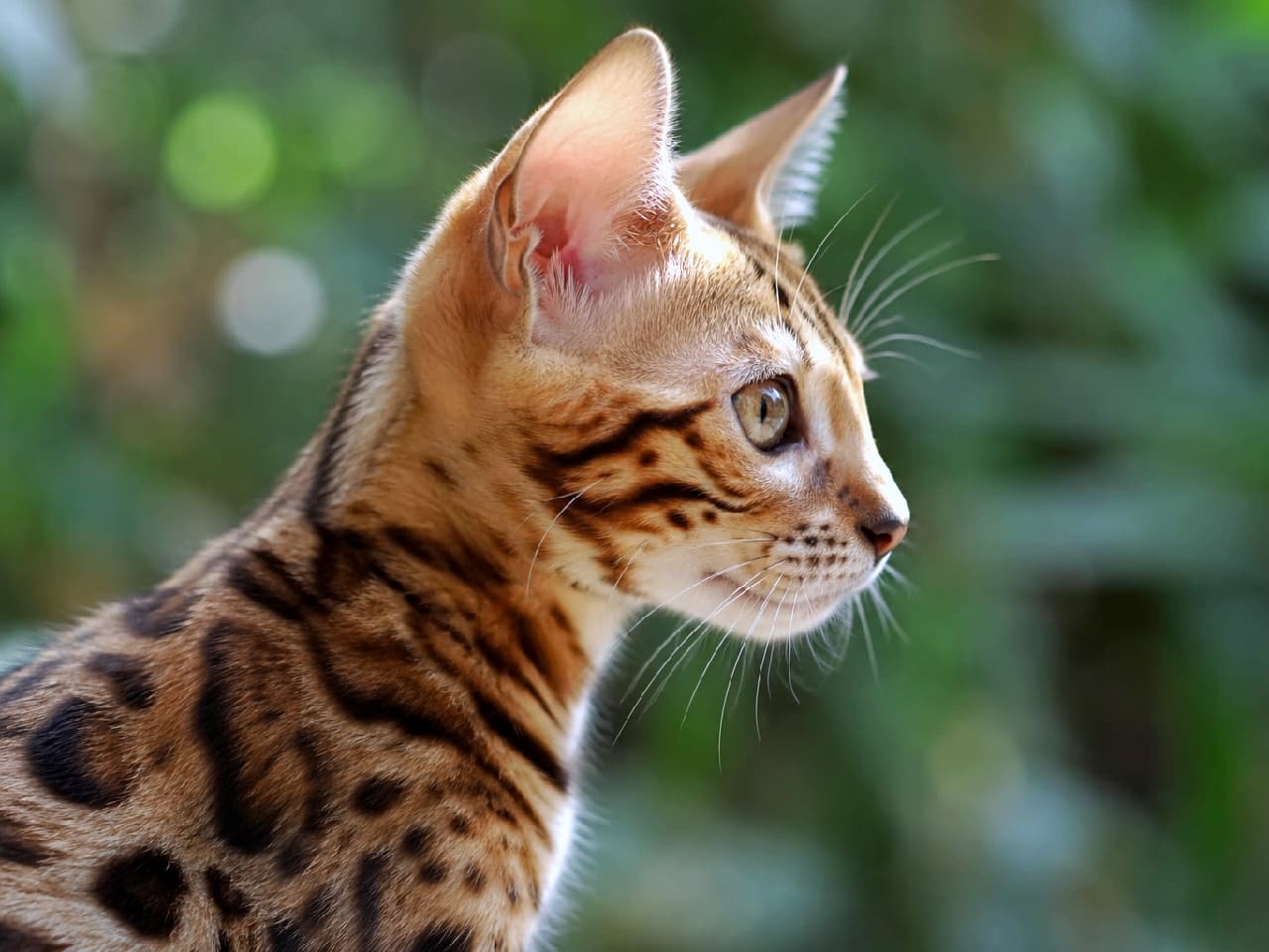 「お家の中に小さなヒョウが現れた!?🐆 野生味と美しさを兼ね備えたベンガルちゃんに夢中💖 #ベンガル #ヒョウ柄」Ultra-realistic high-quality photograph. A profile of a Bengal brown spotted kitten looking forward with a dignified expression against a beautifully blurred green foliage background. Its sleek, glossy brown coat features distinct and beautiful leopard-like spots. The erect ears and large eyes convey curiosity and wild energy. 美しくぼけた緑の葉を背景に、凛とした表情で前を見据えるベンガル(ブラウンスポテッド)の子猫の横顔。滑らかで光沢のあるブラウンの被毛に、くっきりとした美しいスポテッド(ヒョウ柄)模様が浮かび上がっている。ピンと立った耳と大きな瞳が、好奇心と野生のエネルギーを感じさせる