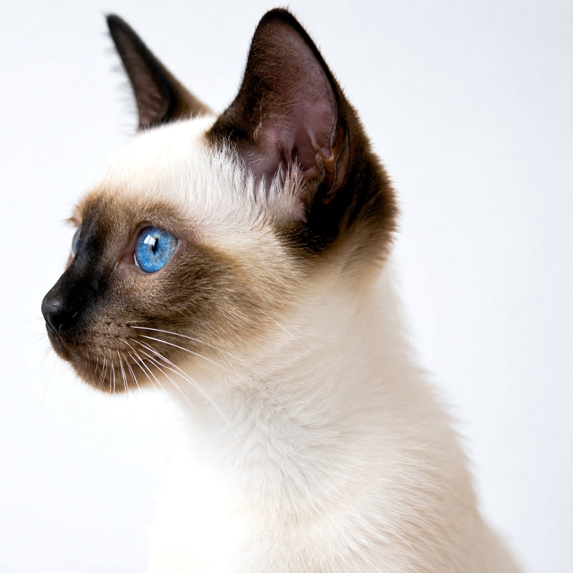 「この美しいサファイアブルーの瞳、反則級の可愛さ!💙 エレガントなシャム猫ちゃんの魅力がいっぱい✨ #シャム猫 #ブルーアイ」Ultra-realistic high-quality photograph. A stylish profile of a Siamese seal point kitten against a bright white background. It features a striking contrast between the dark seal-colored points on its face and ears and its creamy body coat. Its clear sapphire blue eyes looking slightly upward create an intelligent and noble expression. 明るい白背景に映える、シャム(シールポイント)の子猫のスタイリッシュな横顔。顔の中心や耳の濃いシール(こげ茶)色と、クリーミーなボディカラーの鮮やかなコントラストが特徴的。斜め上を見上げる透き通るようなサファイアブルーの瞳が、知的で気品に満ちた表情を作り出している