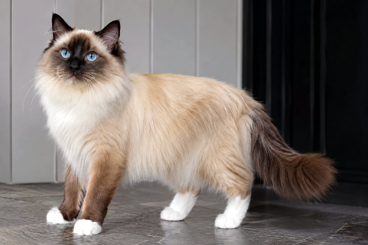 「吸い込まれそうな青い瞳にメロメロ💙 白い靴下(ミトン)がチャームポイントのバーマンちゃんです🐾✨ #バーマン #猫のいる暮らし #猫好きさんと繋がりたい」Ultra-realistic high-quality photograph of an adult Birman cat with seal point coloration and white mittens, standing against a grey paneled wall. The cat features striking sapphire blue eyes and a silky, fluffy coat illuminated by soft lighting, striking an elegant pose. グレーの壁を背景に立つ、シールポイントのバーマンの成猫。鮮やかなサファイアブルーの瞳と、足先の純白のミトン模様が特徴的です。ふんわりとしたシルクのような美しい被毛が、落ち着いた光の中で上品に輝き、優雅なポーズで斜め上を見つめています