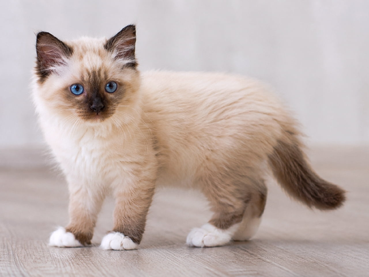 「吸い込まれそうな青い瞳にキュン💙 白いおてて(ミトン)がたまらないバーマンの赤ちゃんです🐾✨ #猫好きさんと繋がりたい」Ultra-realistic high-quality photograph of a fluffy Birman kitten with seal point coloration and white mittens, standing on a light wooden floor. The kitten has striking sapphire blue eyes and a soft, silky coat, illuminated by gentle natural light in a bright room. 柔らかな自然光が差し込む明るい部屋の木目の床に立つ、シールポイントのバーマンの子猫。顔や耳、しっぽのダークブラウンと、足先の真っ白なミトン模様のコントラストが美しく、シルクのようにふんわりとした被毛が特徴的です。サファイアブルーの神秘的な丸い瞳で、こちらを不思議そうに見つめています