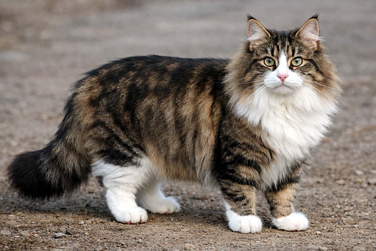 A photorealistic, high-resolution image of a brown mackerel tabby and white Norwegian Forest cat standing outdoors, shown with its entire body visible, detailed fur texture, natural lighting, and realistic eyes. 屋外で立つブラウンマッカレルタビー&ホワイトのノルウェージャンフォレストキャット。全身が写り、毛並みの質感や自然光、リアルな瞳まで精細に描写された高解像度の写真風画像