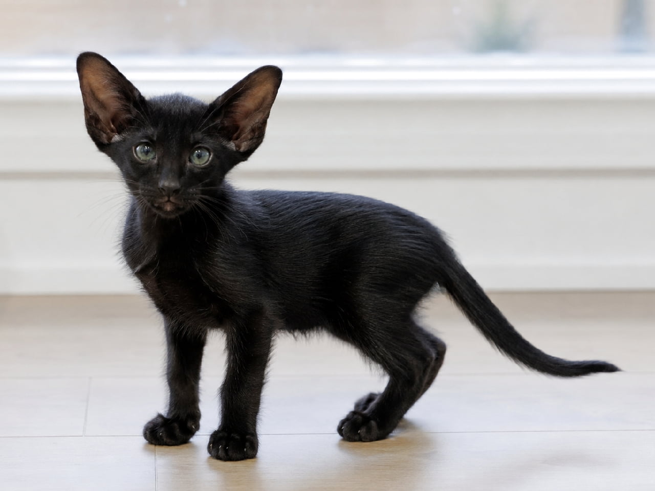 「まるで小さな黒ヒョウ🐾🖤 大きな耳とスレンダーなボディがかっこよすぎるオリエンタルショートヘアです✨ #黒猫同盟 #猫のいる暮らし #猫好きさんと繋がりたい」Ultra-realistic high-quality photograph of an ebony black Oriental Shorthair kitten standing near a bright window. The kitten displays its signature wedge-shaped head, exceptionally large bat-like ears, sleek, slender tubular body, and glossy short coat, paired with striking green almond-shaped eyes. 明るい窓際を背景に立つ、エボニー(黒単色)のオリエンタルショートヘアの子猫。くさび型のシャープな顔立ちと、横に大きく開いたコウモリのような耳、そして細くしなやかなチューブ型のボディラインが特徴的です。体にピタッと密着した艶やかな黒い短毛と、アーモンド型のグリーンの瞳が、スタイリッシュでミステリアスな雰囲気を醸し出しています