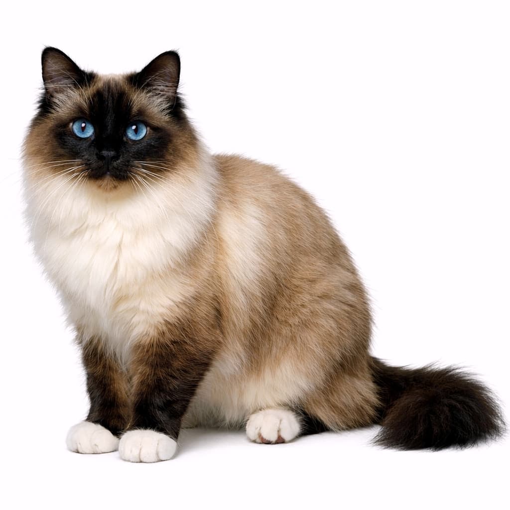 A photorealistic, high-resolution image of a Seal Point Birman cat sitting calmly, showing its full body with white gloved paws, blue eyes, and detailed fur texture under natural light. 白い手袋のような前足を持つシールポイントのバーマン猫が、全身が写る構図で静かに座っている高精細で写実的な猫の写真。自然光の下で毛並みや青い瞳の質感がリアルに表現されている