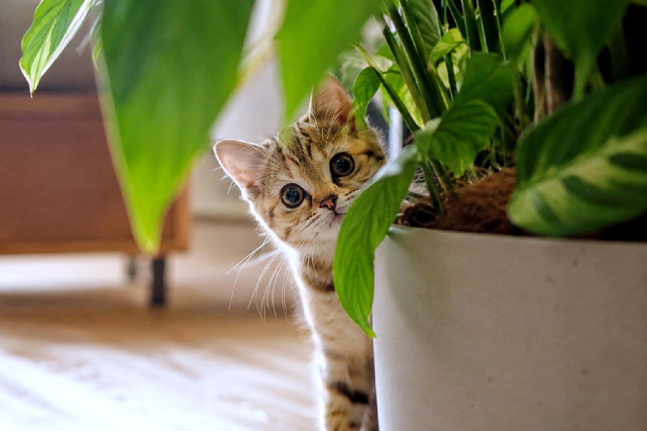 「みーつけた!👀🌿 ジャングル気分でかくれんぼ中の子猫ちゃんに癒される💕 #かくれんぼ #観葉植物と猫 #キジトラ #子猫のいる暮らし #子猫」Ultra-realistic high-quality photograph of a cute brown tabby kitten peeking out from behind the large green leaves of an indoor potted plant. The beautiful lighting perfectly highlights its big round eyes and playful curiosity. 大きな観葉植物の緑の葉っぱと白い鉢の陰から、ひょっこりと顔を出してこちらを覗き込んでいるキジトラの子猫。差し込む自然光に透ける白いおひげと、ビー玉のように澄んだ大きな丸い瞳が、好奇心旺盛な子猫の愛らしさと「かくれんぼ」のような楽しい世界観を強調しています