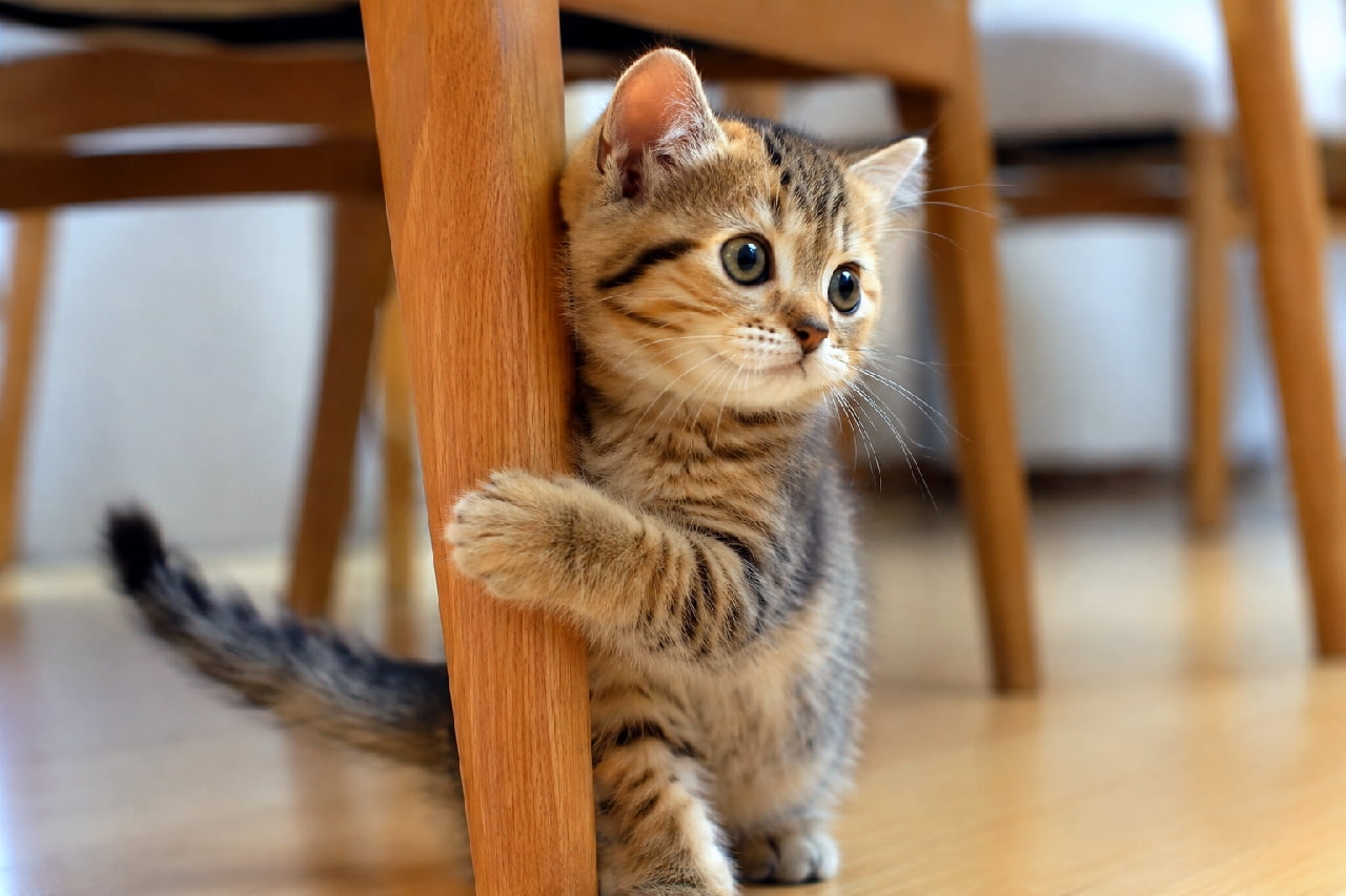 「かくれんぼ中?それともおやつ待ち?👀🐾 椅子の脚にしがみつく必死なお手てにキュン死です💘 #キジトラ #子猫の遊び #かくれんぼ #子猫のいる暮らし #子猫」Ultra-realistic high-quality photograph of a playful brown tabby kitten hugging a wooden chair leg with its paw and peeking out to look to the right. Its swishing tail and alert expression perfectly capture the dynamic energy and curiosity of a young kitten. 明るいフローリングの部屋で、木製の椅子の脚にギュッと右前足を回し、ひょっこりと顔を出して右方向を興味津々に見つめるブラウンのキジトラ子猫。ピンと張った白いヒゲと、左に揺れるトラ柄のしっぽが、遊び盛りな子猫の躍動感とワクワクする気持ちを鮮やかに伝えています
