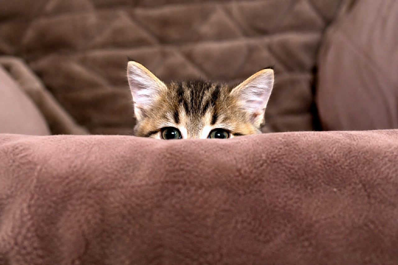 「ん?呼んだ?🐾 ソファの陰から見つめる視線にキュン死確定😍 #キジトラ #子猫 #かくれんぼ #猫のいる暮らし」Ultra-realistic high-quality photograph of a cute brown tabby kitten peeking over the edge of a soft brown sofa. Only its large, curious eyes and perked-up ears are visible, creating a highly engaging and adorable composition. ブラウンの柔らかな起毛素材のソファの陰から、ピンと立った耳と大きな丸い瞳だけを出してこちらを覗き込んでいるキジトラの子猫。好奇心旺盛でビー玉のようなクリクリの目が子猫らしさ全開で、背景の同系色のソファが被写体の可愛らしさを邪魔することなく、見事に引き立てています