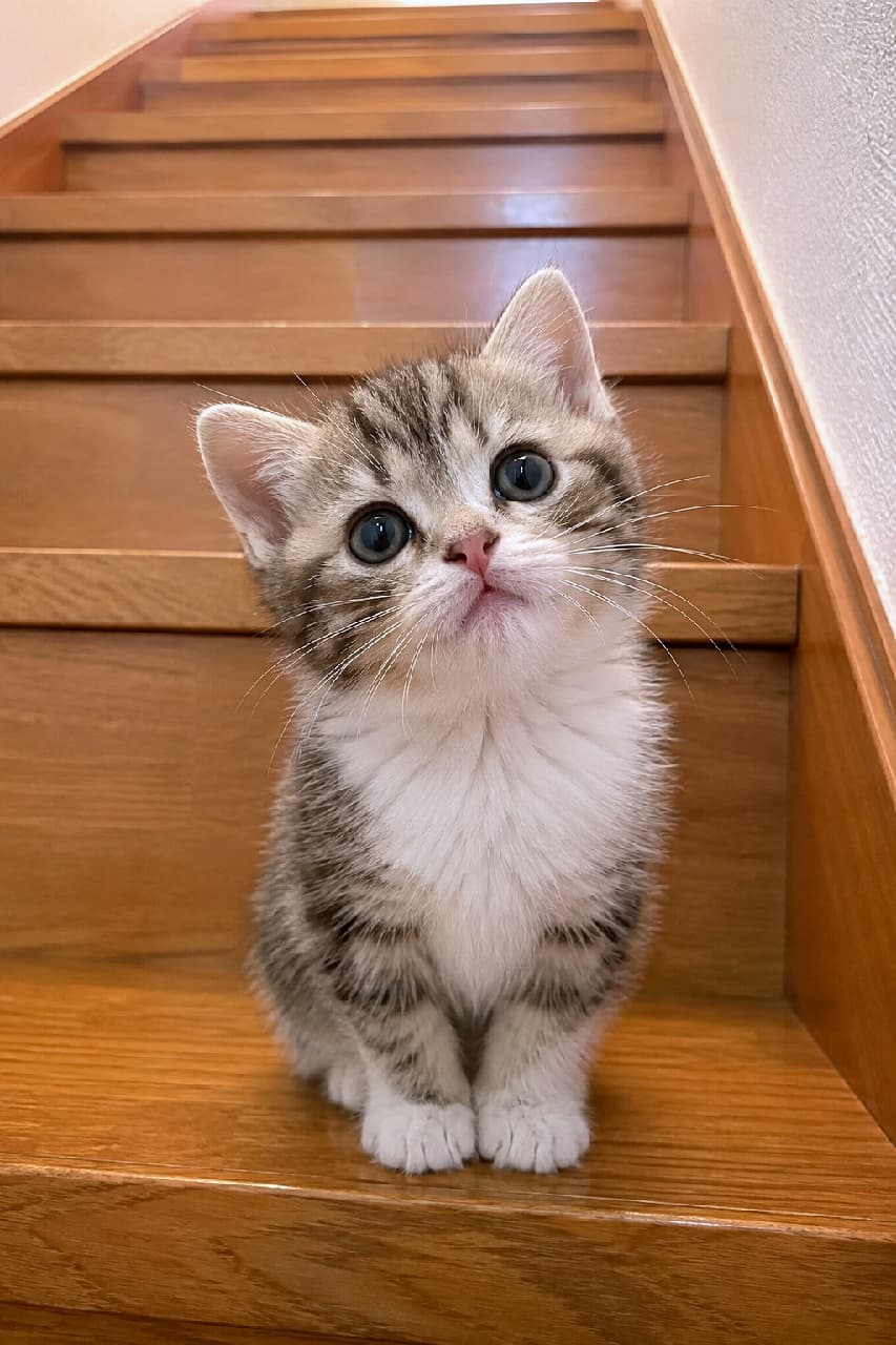 「階段の途中で待ち伏せニャン🐈🐾 こんなピュアなお顔で見つめられたら、もう一段も登れない…!😍 #子猫 #キジ白 #見上げ顔 #子猫のいる暮らし #子猫」Ultra-realistic high-quality photograph of an adorable tabby and white kitten sitting neatly on a wooden staircase, tilting its head and looking up with large innocent eyes. The soft lighting beautifully highlights its fluffy fur and pink nose against the warm wood textures. 暖かみのある木製の階段にちょこんと座り、少し首を傾げてカメラを見上げるキジ白の子猫。まん丸で大きなダークグレーの瞳とピンクの小さな鼻が愛らしく、産毛のような柔らかな被毛の質感が、階段の美しい木目と調和して温もりある情景を演出しています