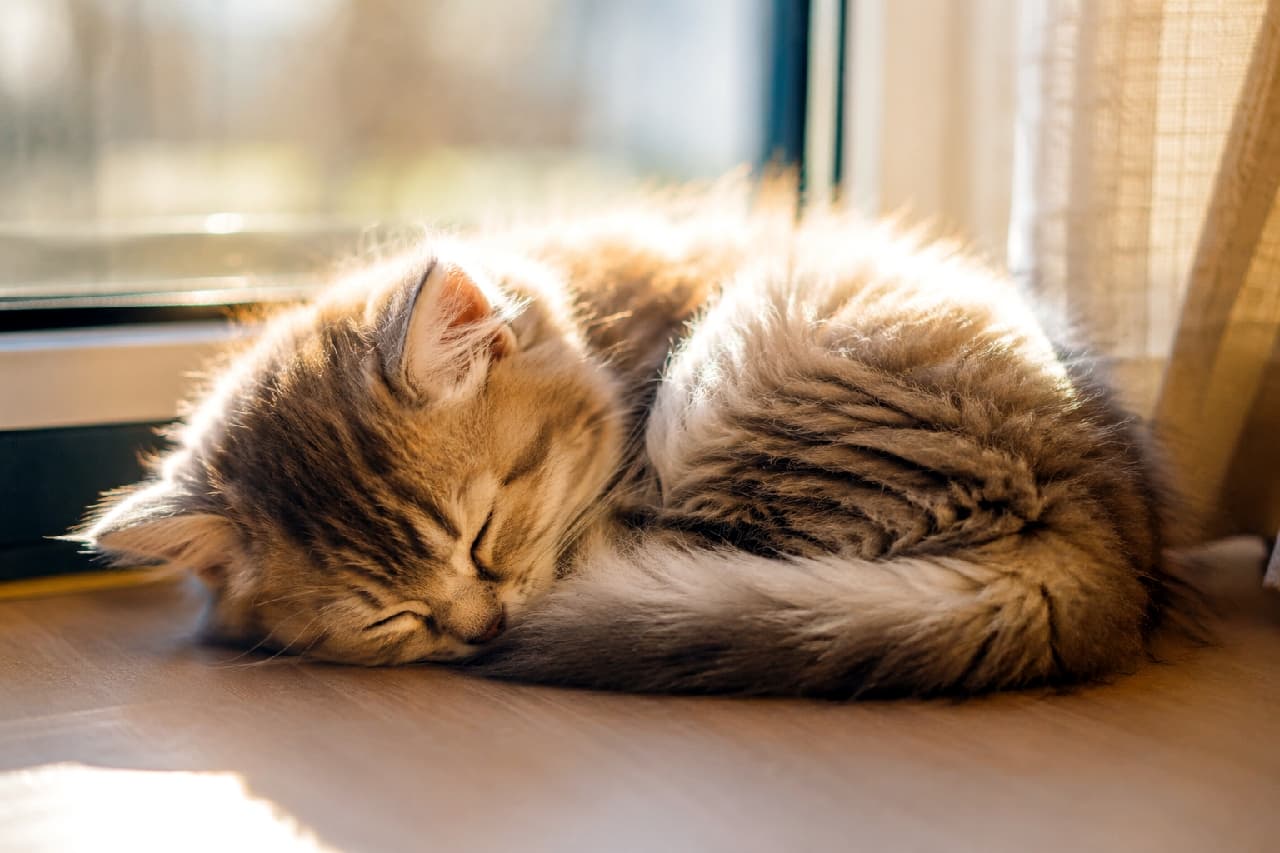 「ぽかぽか陽だまりでお昼寝中🐈💤 ふわふわの背中に顔をうずめたくなっちゃう💖 #子猫 #お昼寝 #猫のいる暮らし」Ultra-realistic high-quality photograph of a fluffy brown tabby kitten, possibly a long-haired mix, sleeping curled up on a wooden floor by a window. The morning sunlight beautifully backlights its long fur, creating a glowing halo effect and a peaceful, heartwarming scene. 窓辺の明るい木の床で、暖かい朝日を浴びて丸くなって眠る長毛のキジトラ子猫。サイベリアンやノルウェージャンフォレストキャットの血を感じさせるふわふわの長い被毛が、逆光によって黄金色の輪郭を描くように輝いています。ぎゅっとつむった目元とリラックスしきったポーズが、穏やかで平和な朝の情景を見事に演出