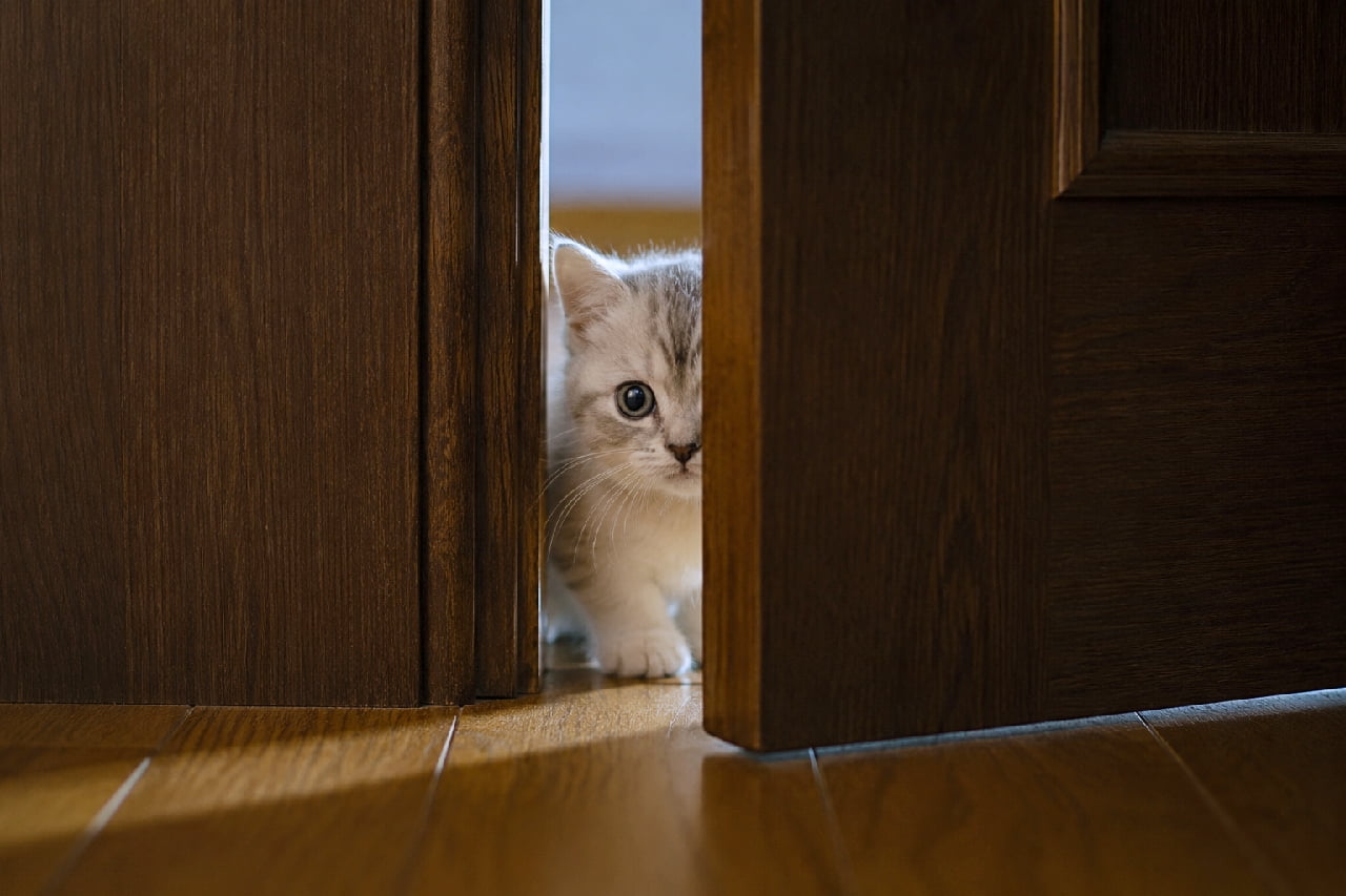 「「トントン、入ってもいいニャ?」🚪💕 隙間から覗くお顔が可愛すぎて即入室許可!🙋♀️ #サバトラ #甘えん坊 #猫あるある #子猫のいる暮らし #子猫」Ultra-realistic high-quality photograph of a silver tabby kitten peeking through a narrow crack in a heavy dark wooden door. Dramatic lighting and shadows create a mysterious yet heartwarming scene as the kitten asks to come inside. 少しだけ開いた重厚なダークブラウンの木製ドアの隙間から、片目と白い前足をそっと出して部屋の中を覗き込むサバトラの子猫。奥からの光がフローリングの床にドラマチックな影を落とし、明暗のコントラストがミステリアスでありながらも「入れて!」という甘えん坊な子猫の可愛らしい要求を感じさせます
