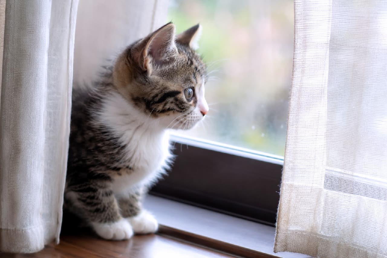 「お外には何があるのかな?🌿 窓辺から世界を観察する小さな後ろ姿にほっこり癒される☕️ #窓際猫 #キジ白 #黄昏時 #子猫のいる暮らし #子猫」Ultra-realistic high-quality photograph of a sweet tabby and white kitten sitting by a window, looking outside. The soft natural light, sheer white curtains, and the kitten's cute "white socks" contrast beautifully with the blurred outdoor greenery, creating a peaceful and emotional profile shot. 柔らかな自然光が差し込む窓辺で、白いレースのカーテンの横にちょこんと座り、外の景色をじっと見つめるキジ白子猫の横顔。あご下から前足にかけての真っ白な毛並み(靴下模様)と、外の緑が美しくボケた背景が、子猫の純粋な好奇心と、エモーショナルで静かな午後の一時を見事に表現しています