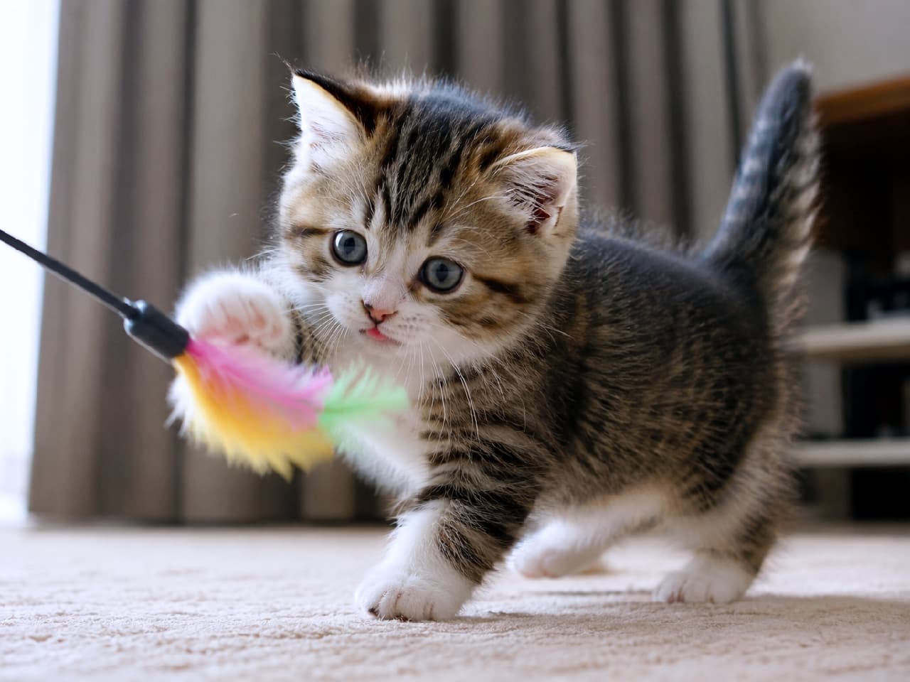 「カラフルな羽、絶対に捕まえるニャ!😼🔥 必死なお顔と短いお手てがたまらないですよね💕 #子猫 #猫じゃらし #遊びの時間 #子猫のいる暮らし #キジトラ #子猫」Ultra-realistic high-quality photograph of a playful tabby and white kitten on a beige carpet, reaching out its front paw to catch a colorful feather wand toy. Its large round eyes and raised fluffy tail express pure curiosity and hunting instinct, with a blurred curtain background enhancing the dynamic action. 明るいリビングのふかふかなベージュのカーペットの上で、カラフルな羽の猫じゃらしに向かって右前足をグッと伸ばすアメショ風のキジ白子猫。グレーがかった大きな丸い瞳と、ピンと立てたふさふさの尻尾が好奇心と狩猟本能の強さを物語っています。背景のカーテンの柔らかなボケ感が、子猫の躍動感とフワフワな被毛を引き立てる一枚