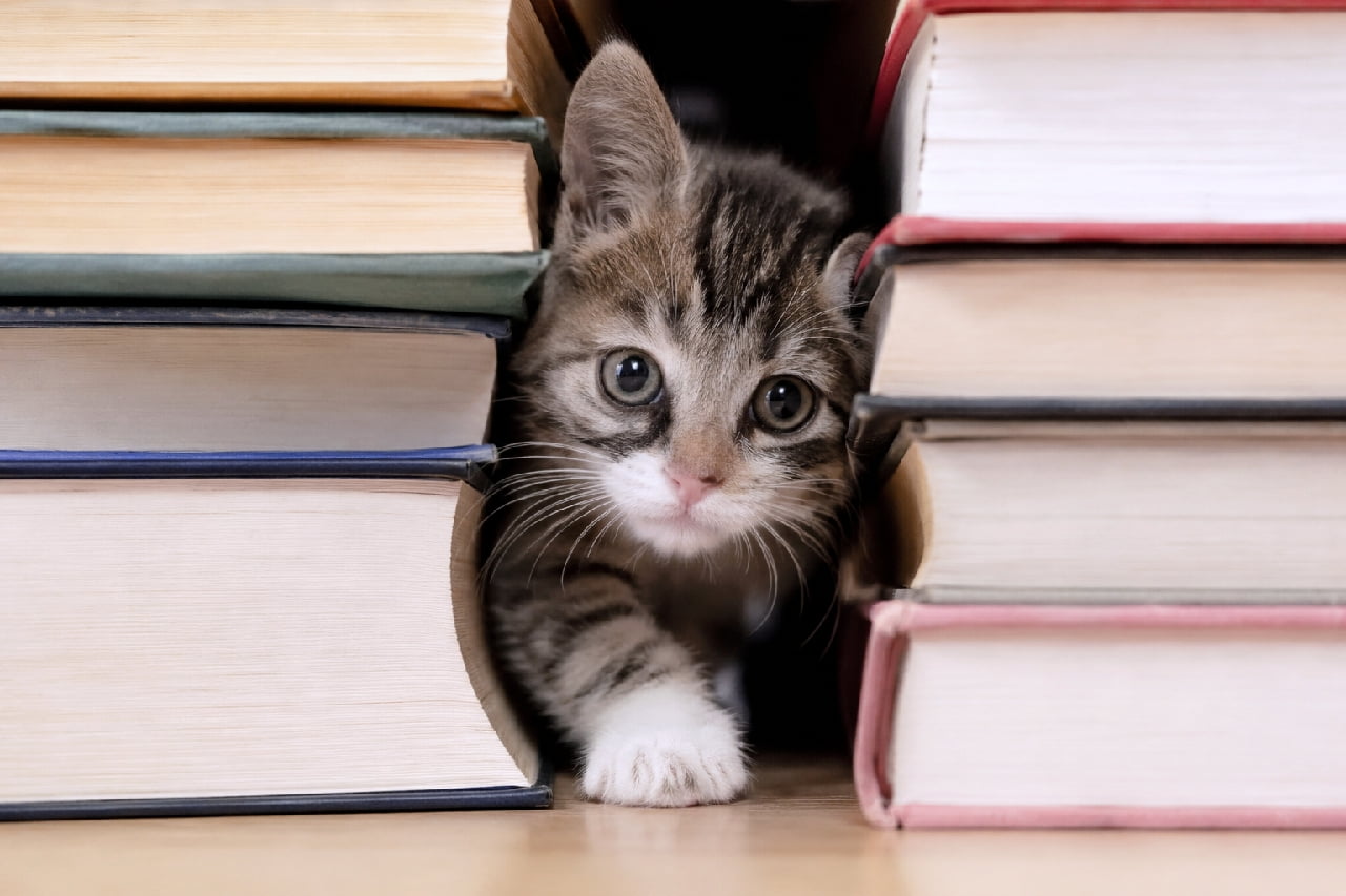 「狭いところを通るのが猫のロマンだニャ🐾 むぎゅっと本の間から登場する姿がたまらん💕 #キジ白 #靴下猫 #隙間好き#子猫のいる暮らし #キジトラ #子猫」Ultra-realistic high-quality photograph of an adorable tabby and white kitten squeezing through a narrow gap between two stacks of vintage books. Its cute pink nose, white muzzle, and single white-gloved paw stepping forward, combined with its big round eyes, perfectly capture the charming feline love for tight spaces. 左右に積み上げられたアンティーク調の古い本の山の間を、窮屈そうに通り抜けようとしているキジ白の子猫。ピンク色の小さな鼻と、口元の白い模様、そして踏み出した真っ白な前足(靴下)が非常に愛らしく、大きくて丸い瞳でカメラをじっと見つめています。狭いところを好む猫の習性と、フワフワの質感が際立つ構図