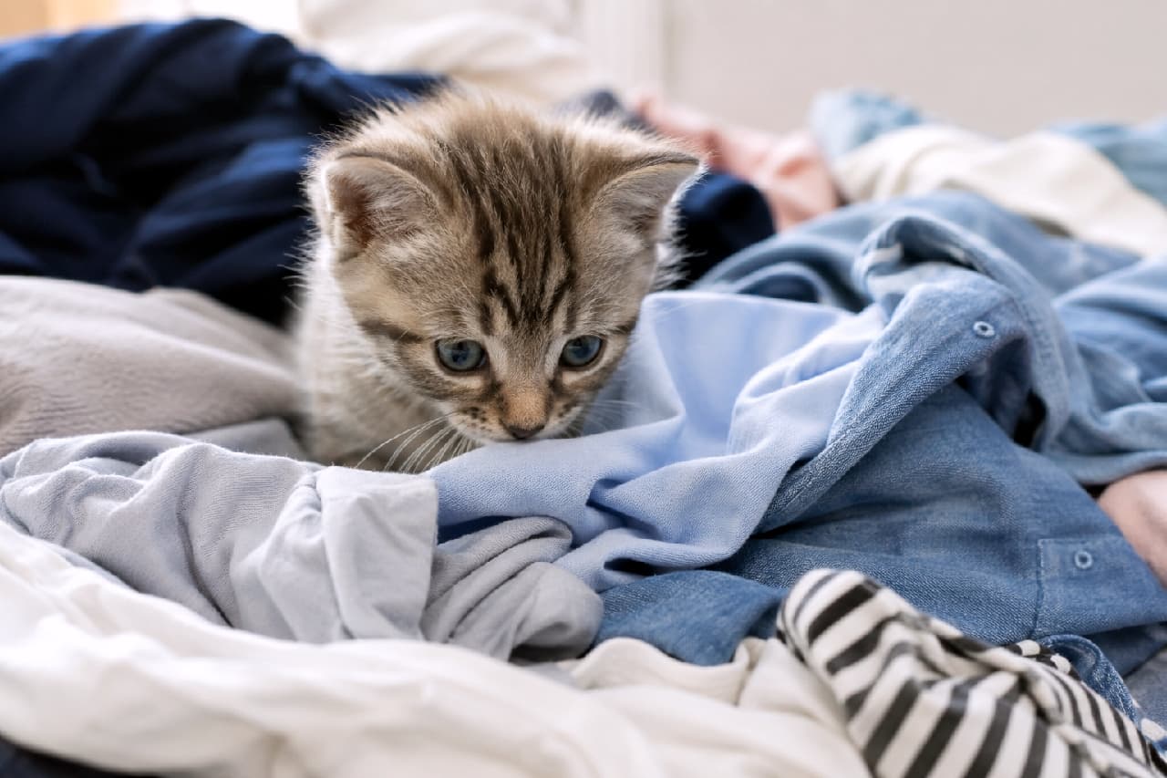 「洗濯物たたむの…お手伝いじゃなくて探検中ニャ🐾👚 どいてくれない可愛さに降参😂 #猫あるある #いたずら子猫 #キジトラ #子猫 #猫のいる暮らし」Ultra-realistic high-quality photograph of a tabby kitten exploring a pile of colorful folded laundry. The soft lighting and natural setting emphasize the kitten's fluffy texture and innocent, curious expression. 青や白、グレー、ボーダー柄など色とりどりの洗濯物の山に紛れ込み、少し下を向いて真剣な表情で何かを見つめるキジトラ子猫。まだあどけない表情と、柔らかそうな被毛の質感が、日常のほっこりする「いたずら」の一コマをリアルかつ魅力的に切り取っています