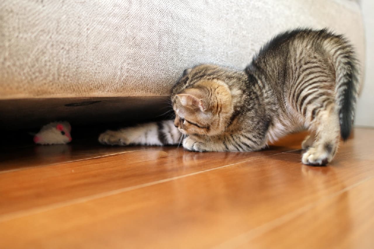 「お尻フリフリからの…ロックオン!😼🔥 ソファの下のネズミさんは絶対に逃がさないニャ🐾 #猫の遊び #ハンター猫 #子猫のいる暮らし #キジトラ #子猫」Ultra-realistic high-quality photograph of a playful tabby kitten in a classic hunting pose on a wooden floor, reaching under a beige sofa to catch a toy mouse with pink ears. Its raised hindquarters, focused profile, and intense energy perfectly capture the kitten's playful hunting instincts. 艶やかなフローリングの床の上で、ベージュのソファの下に隠れたピンクの耳のネズミのおもちゃを狙うキジトラ子猫。お尻を高く上げ、前足をぐっと伸ばした完璧な「ハンティングポーズ」をとっています。真剣そのものの横顔と、力強く踏ん張る後ろ足、ピーンと伸びた尻尾が、遊びに夢中になる子猫のエネルギーと野生の本能を魅力的に描き出しています